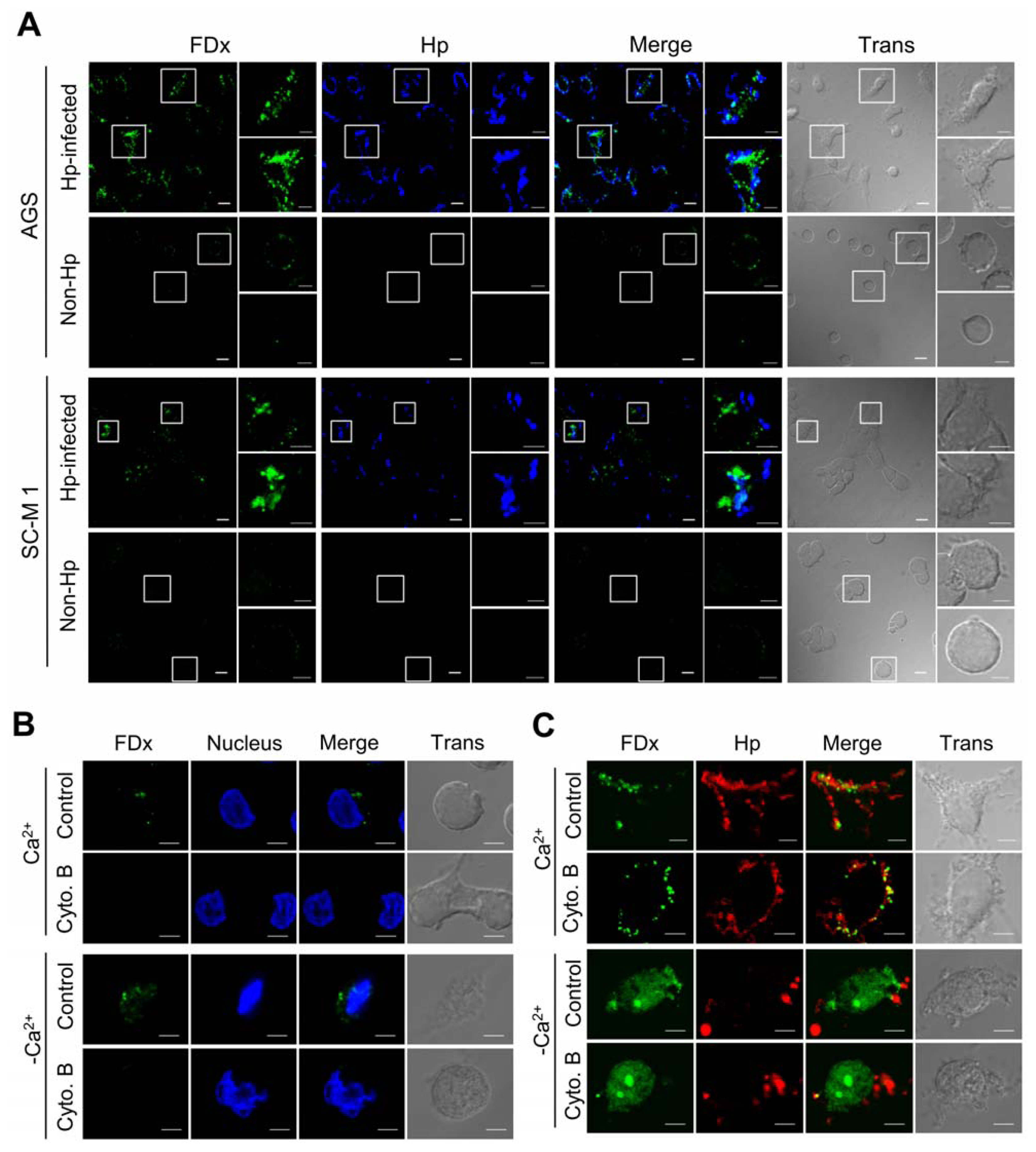 Ijms 13 10176f1 1024