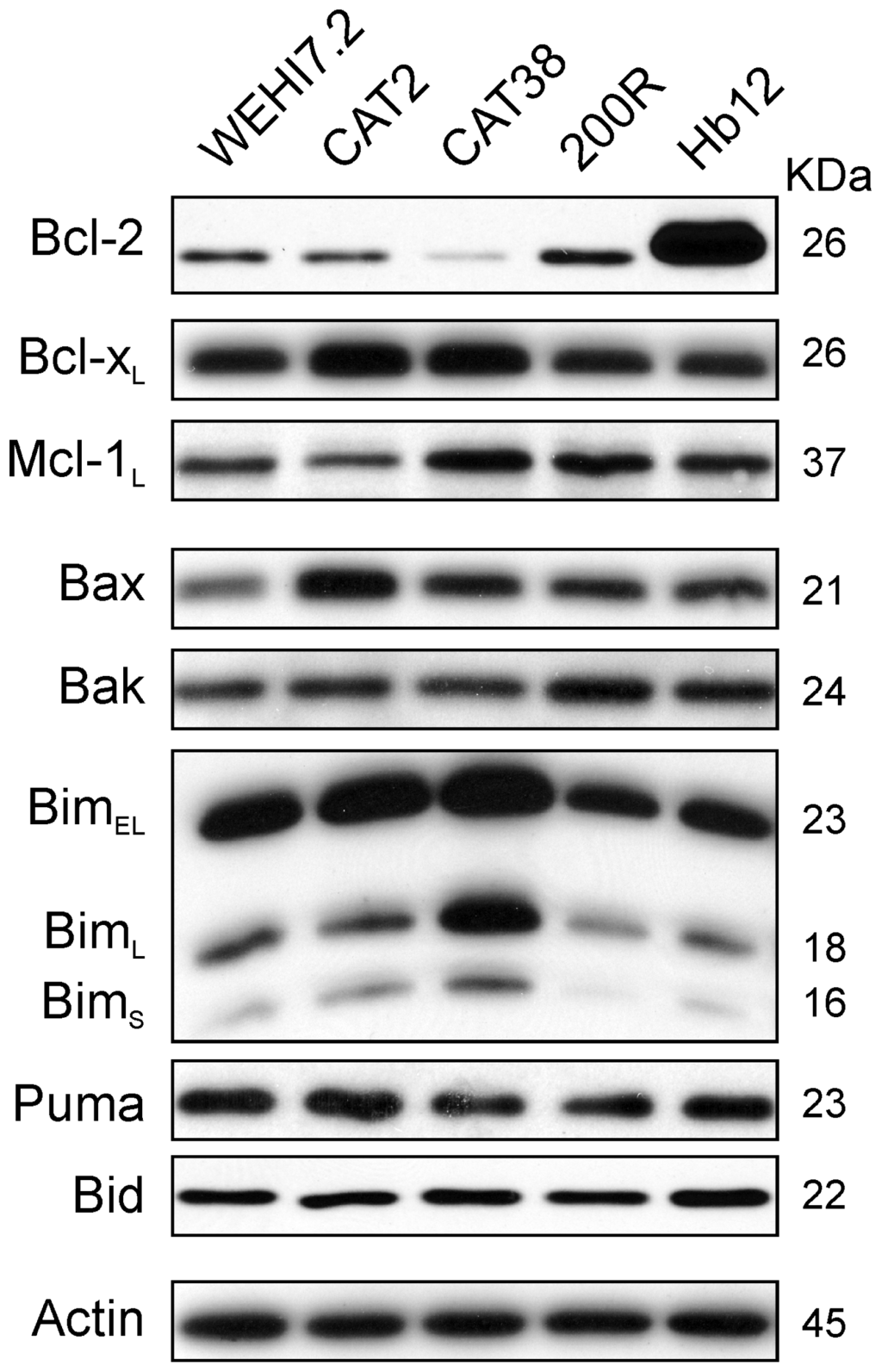 Point-of-care SARS-CoV-2 sensing using lens-free imaging and