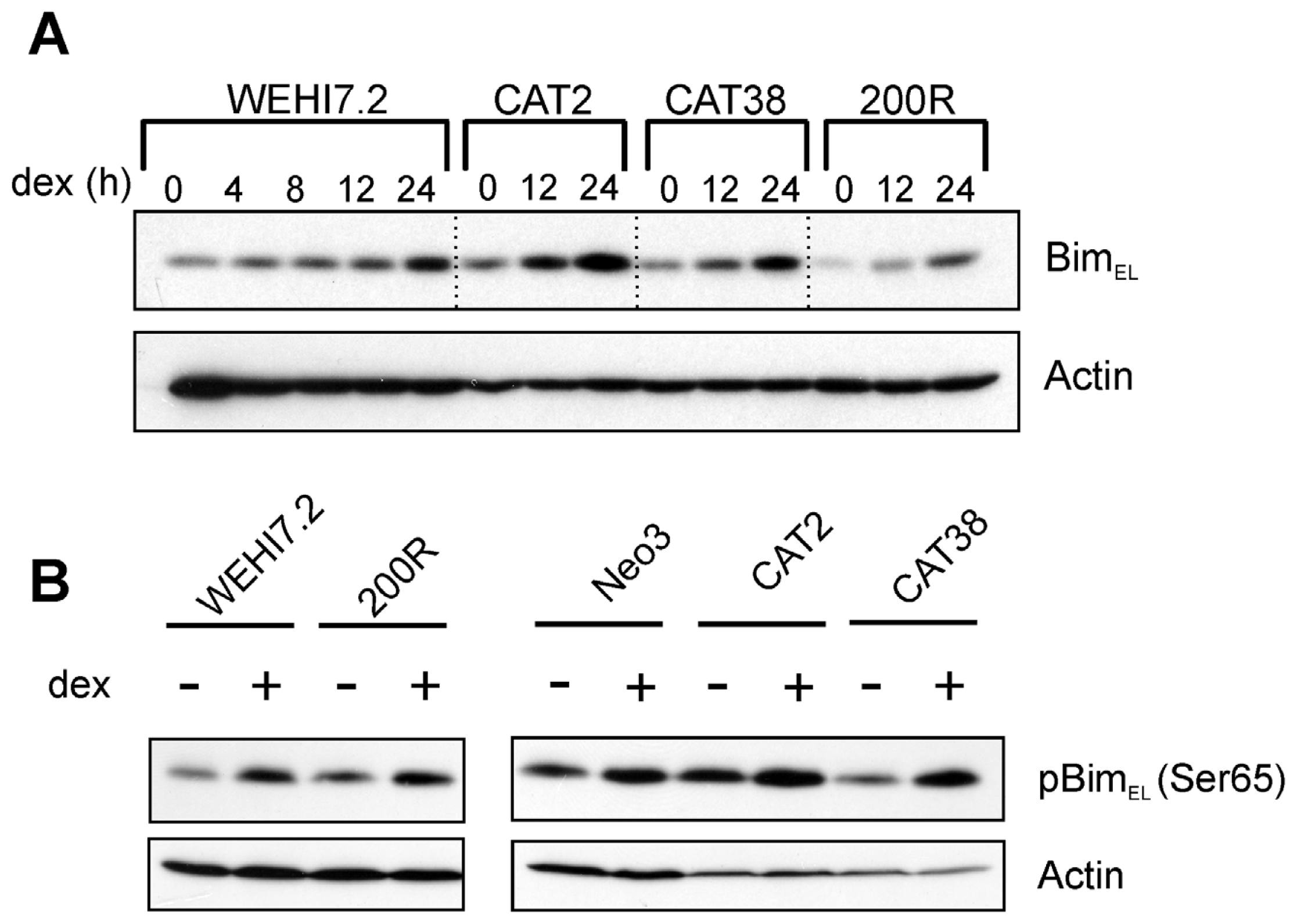 Point-of-care SARS-CoV-2 sensing using lens-free imaging and