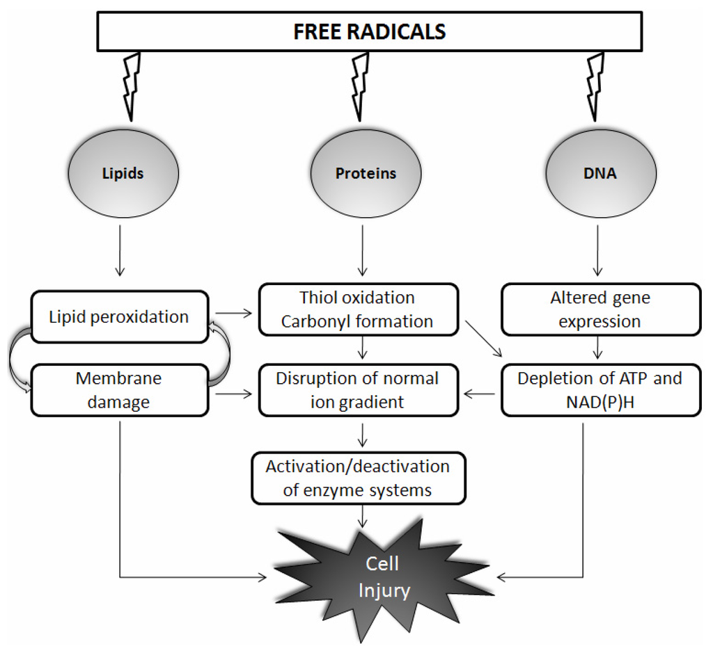 Free radicals and cellular aging