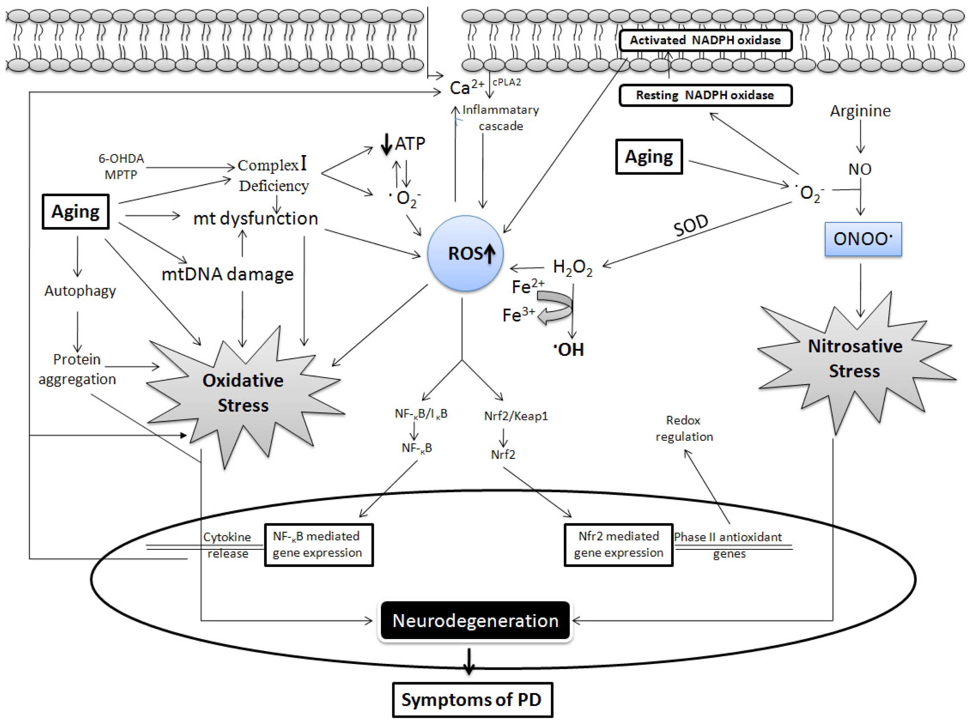 Ijms 13 10478f2 1024