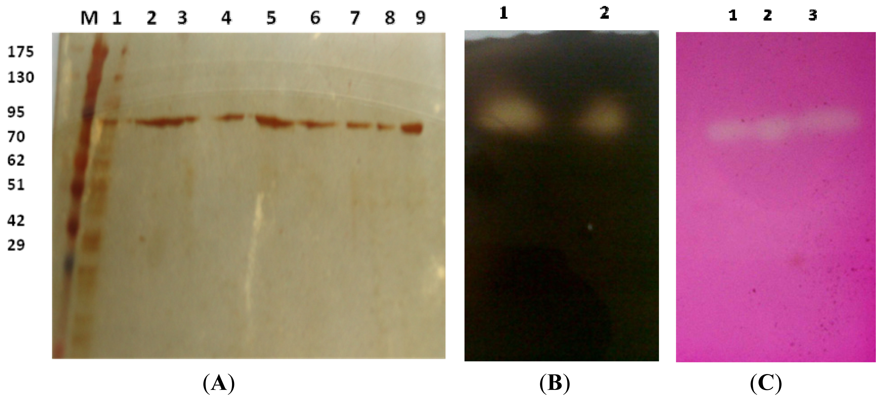 Ijms 13 10505f1 1024