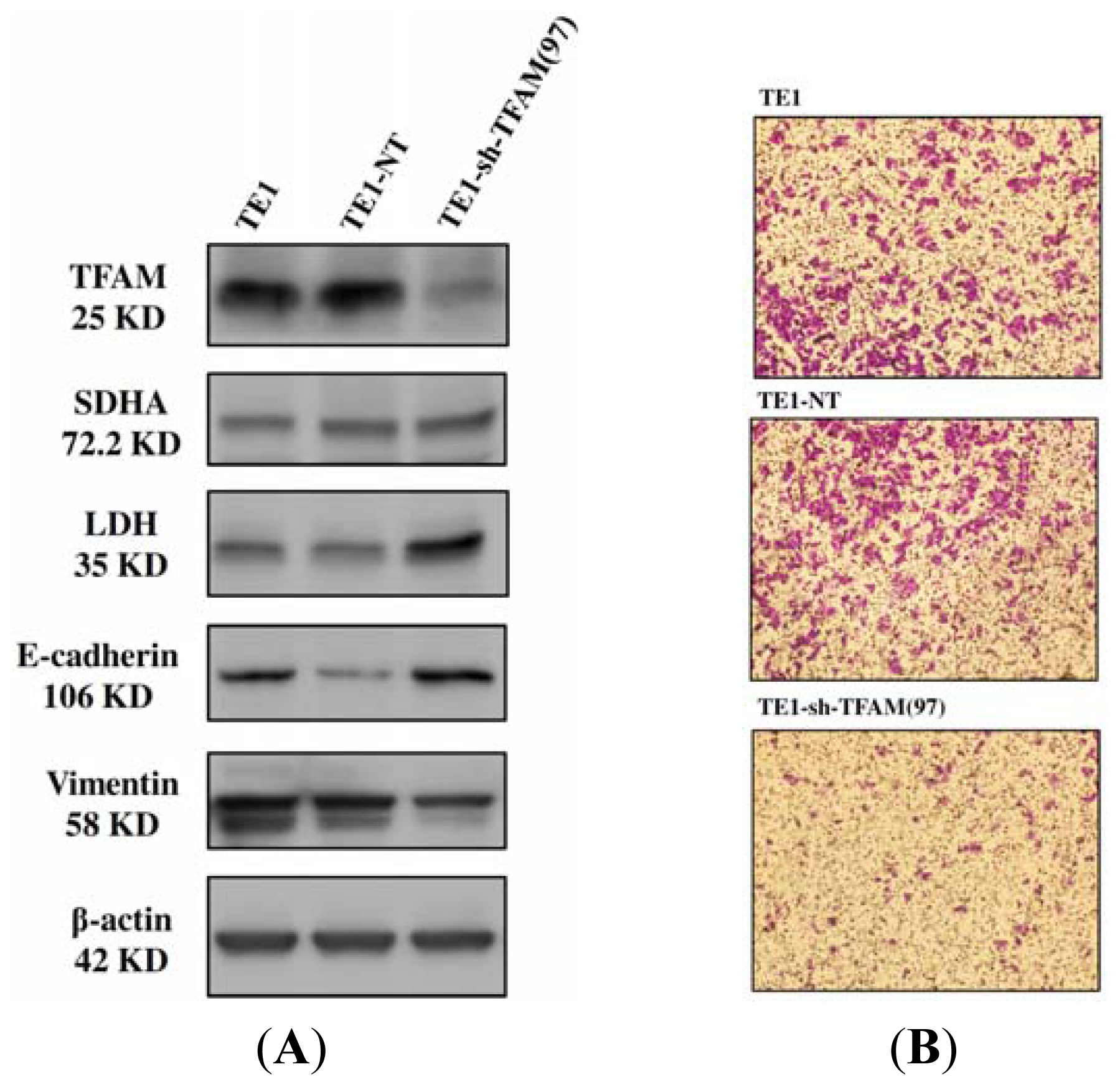 Ijms 13 11228f5 1024