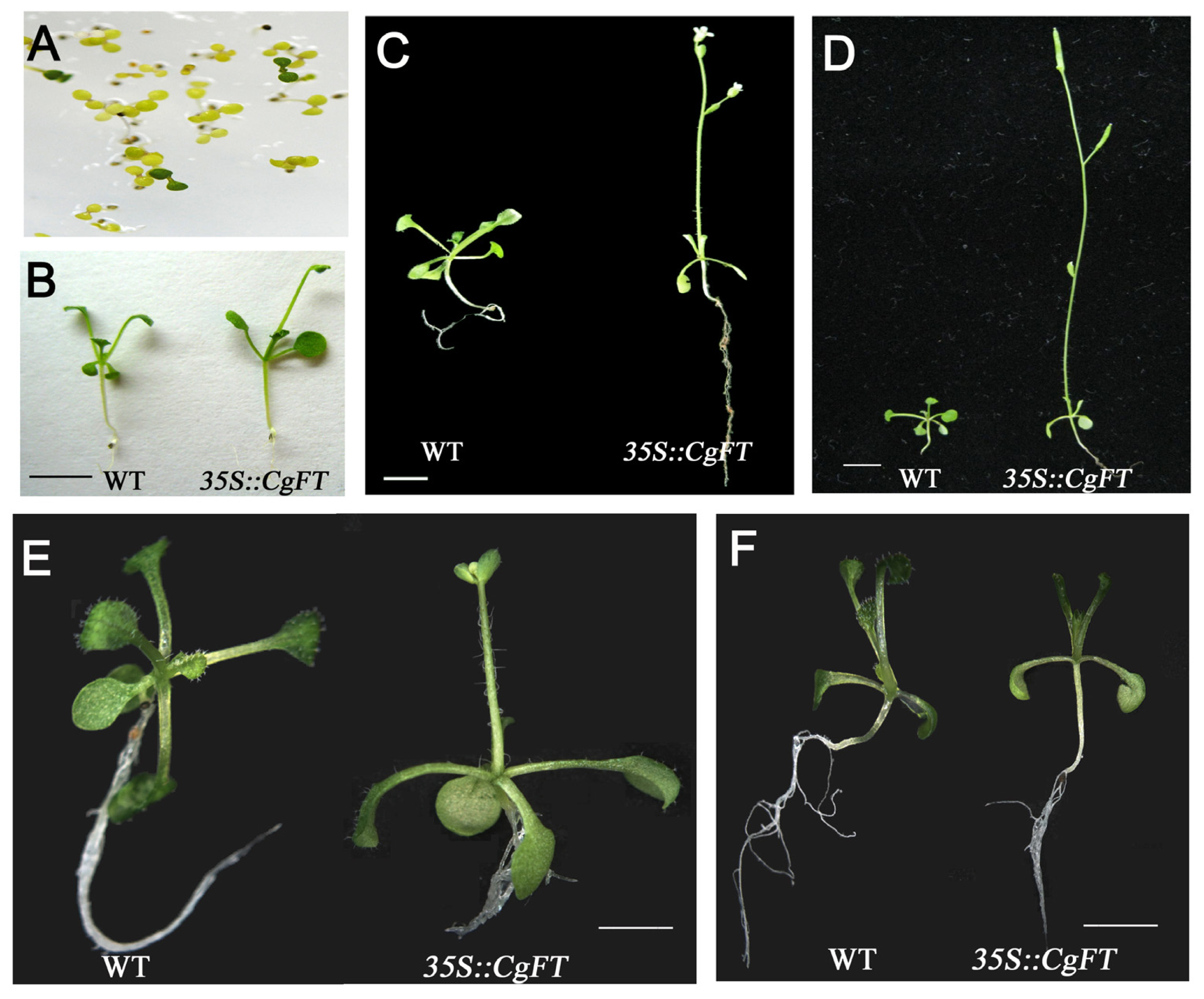 Ijms 13 11385f5 1024
