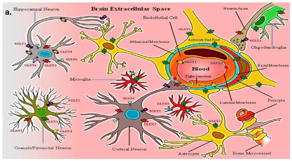 Ijms 13 12629f1a 1024