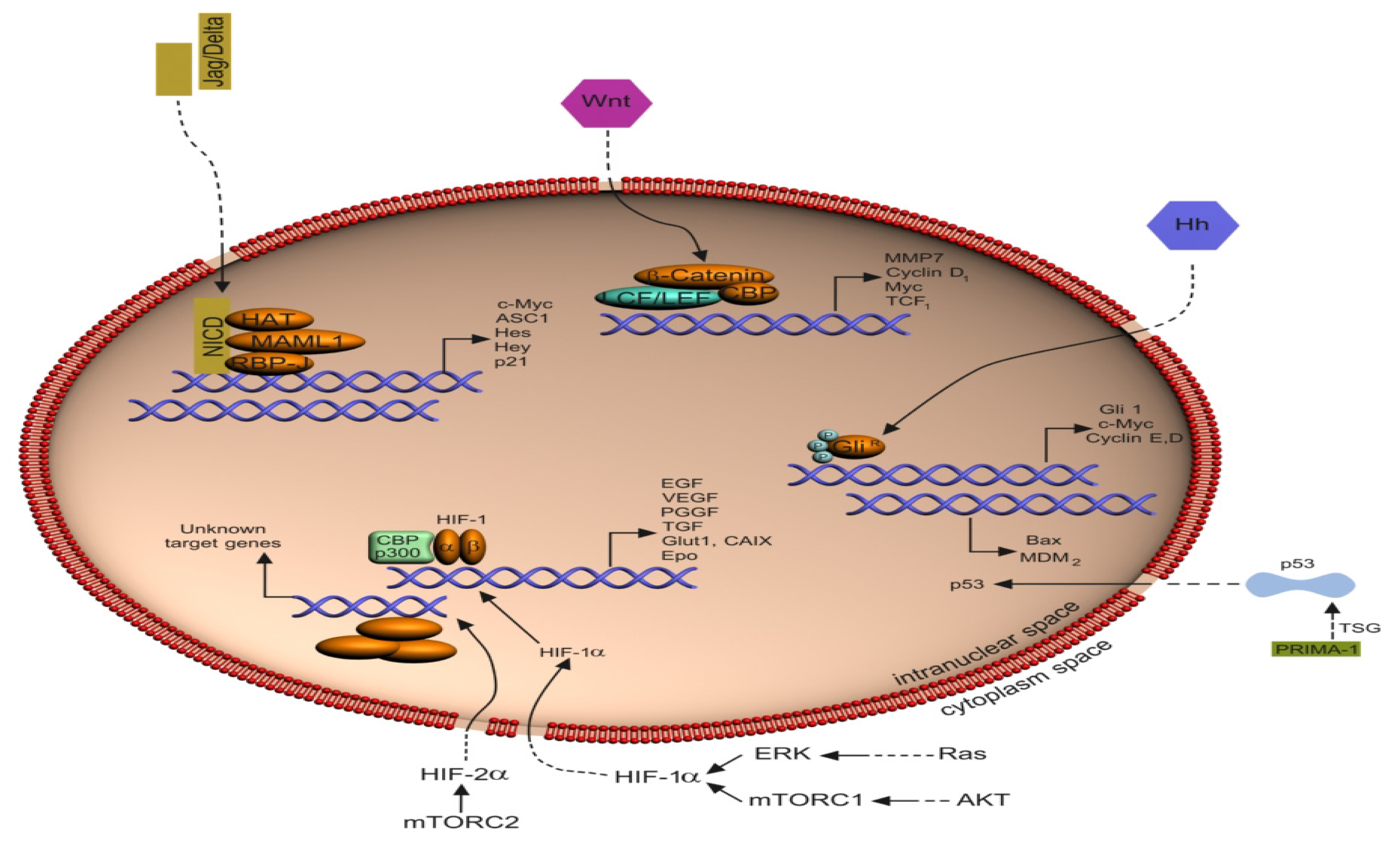 Ijms 13 12710f2 1024