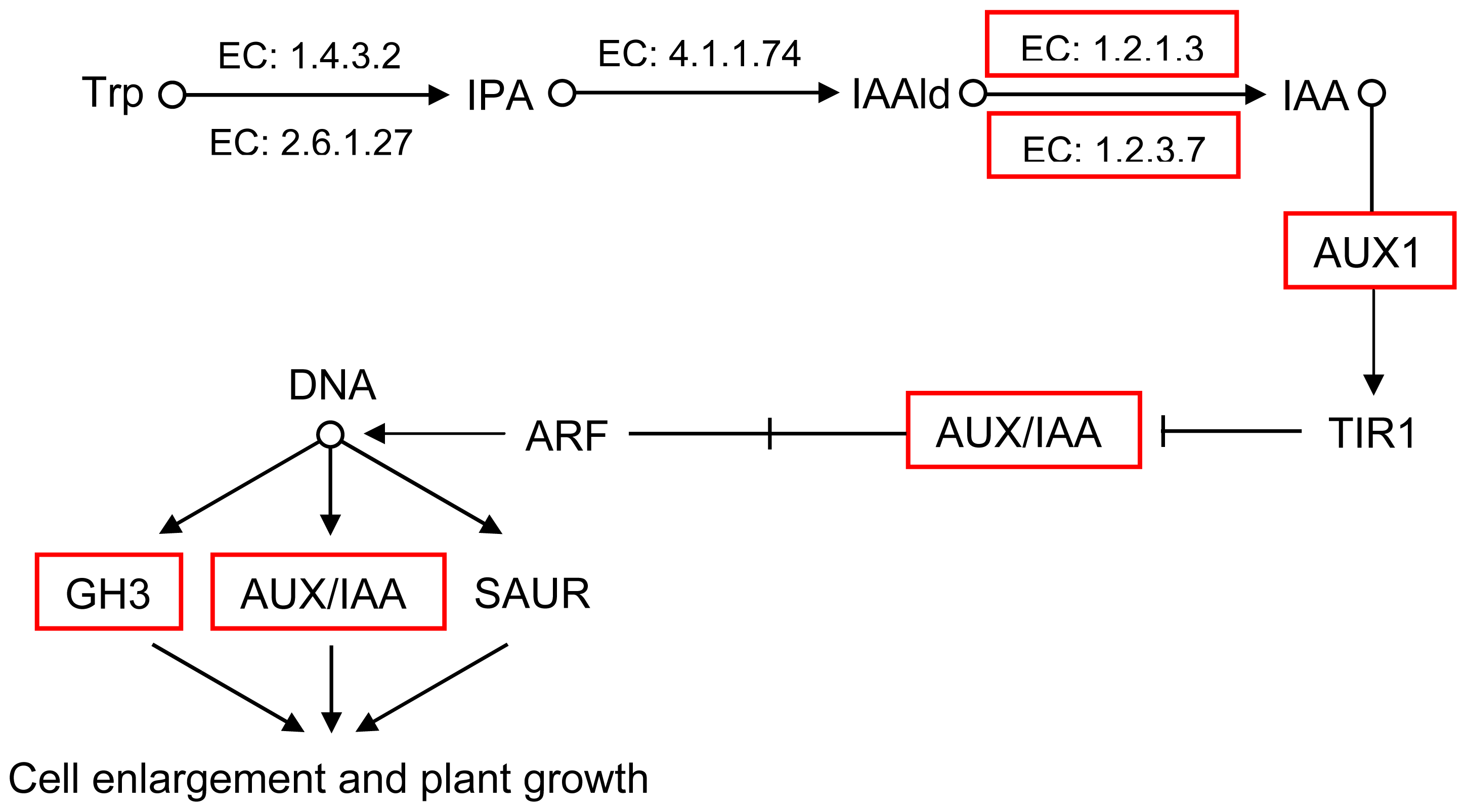 Ijms Free Full Text Transcriptomic Analysis Of Phenotypic Changes In Birch Betula Platyphylla Autotetraploids Html