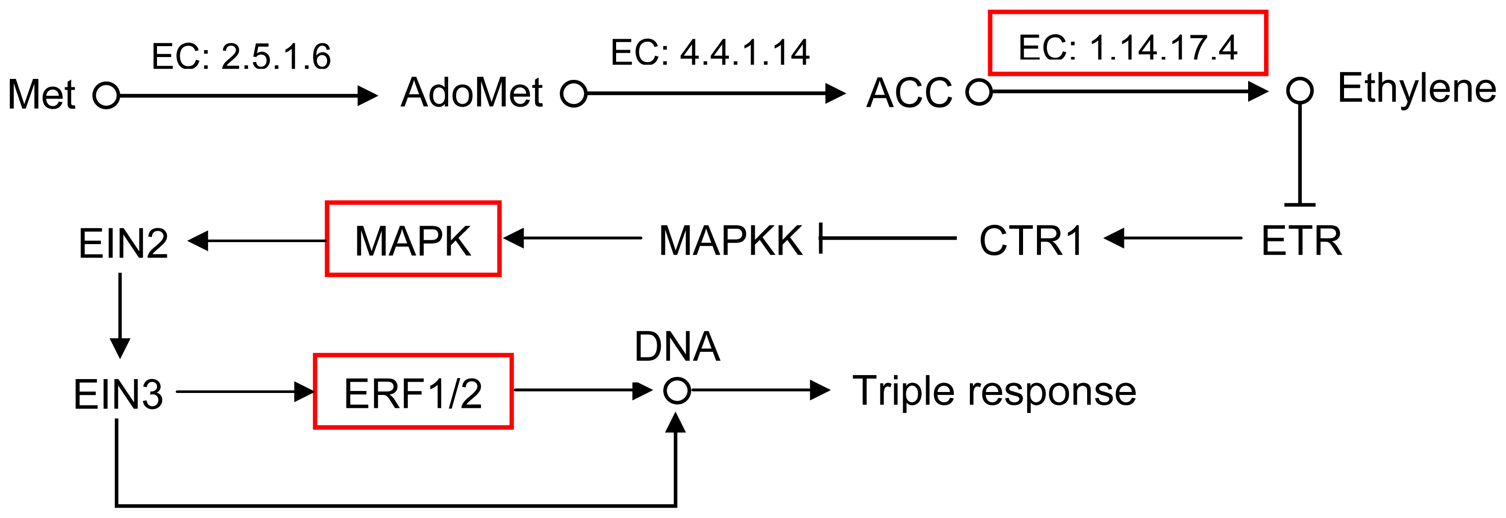 Ijms Free Full Text Transcriptomic Analysis Of Phenotypic Changes In Birch Betula Platyphylla Autotetraploids Html