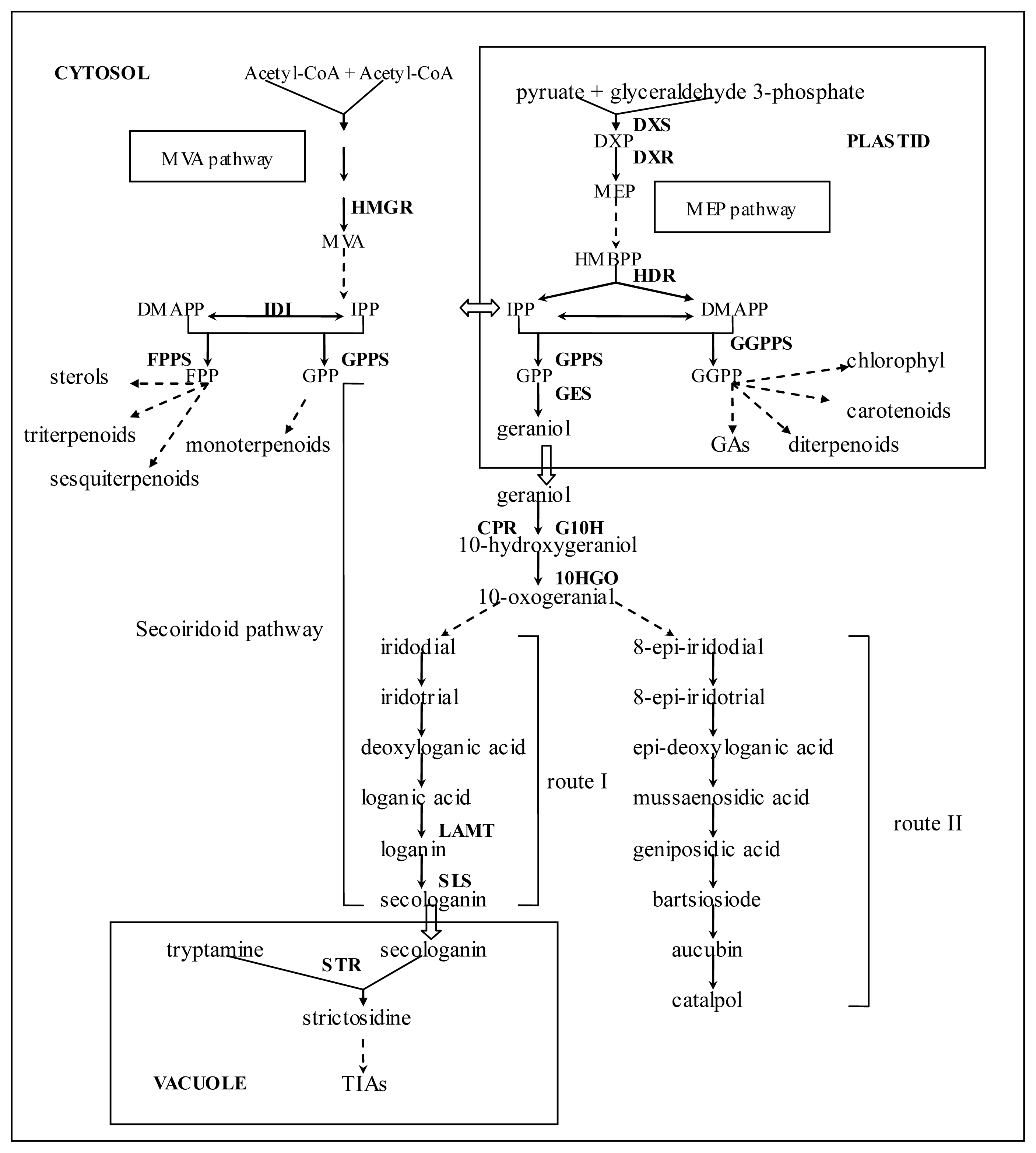 IJMS | Free Full-Text | Transcriptome Analysis Reveals Putative 