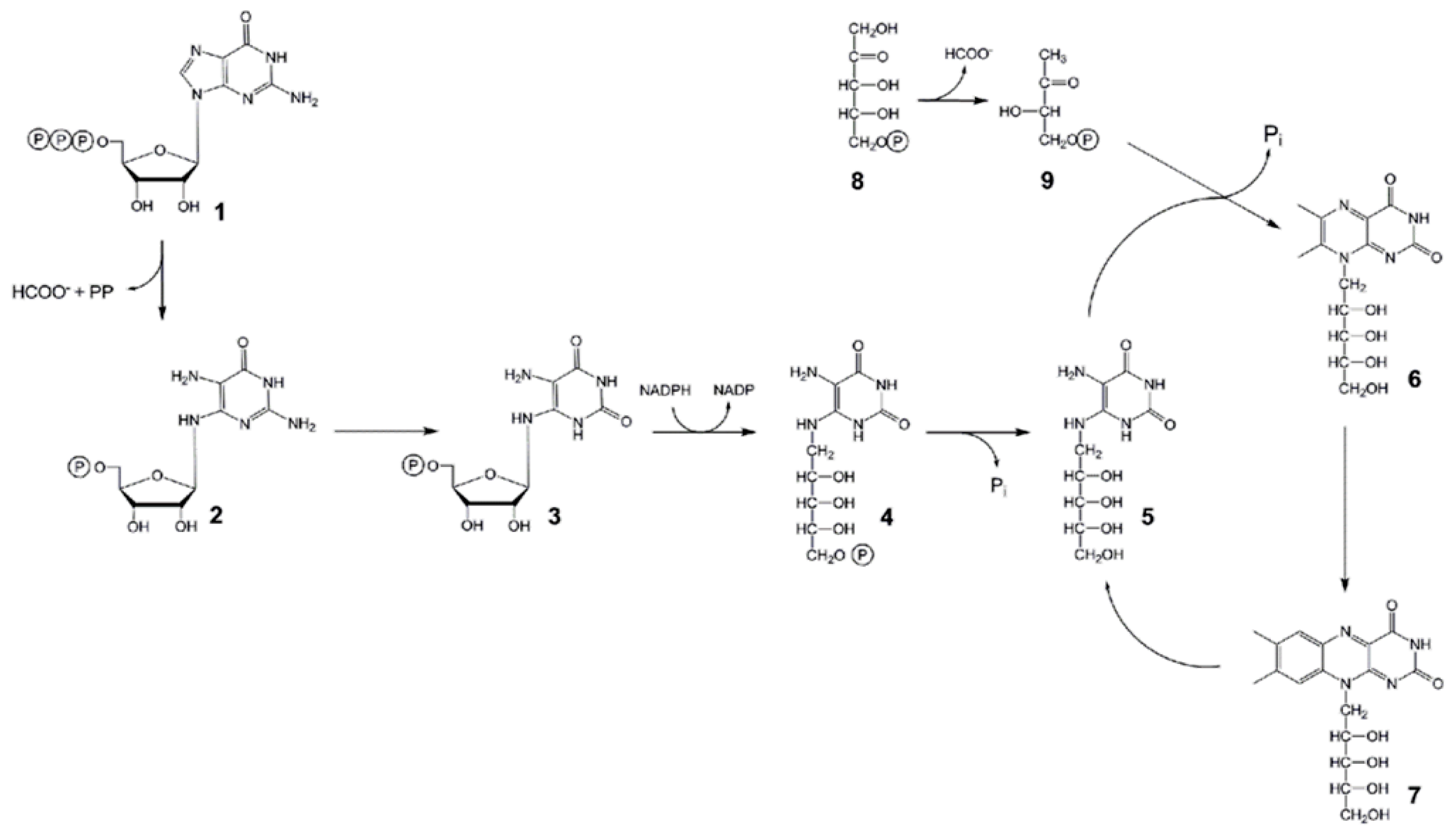 IJMS Free Full Text Arabidopsis RIBA Proteins Two Out Of Three ijms-free-full-text-arabidopsis-riba-proteins-two-out-of-three
