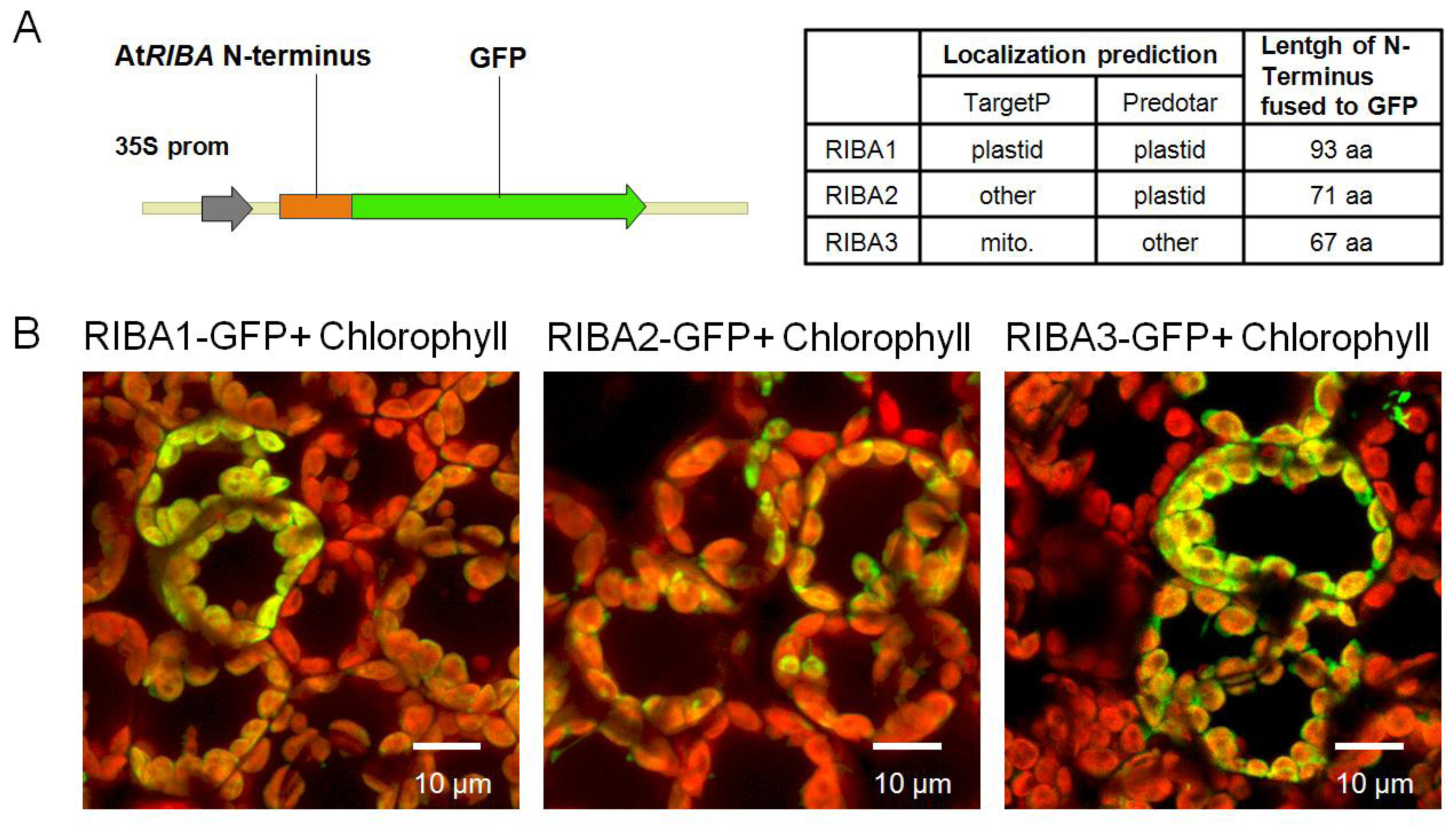 jmol gfp protein databank