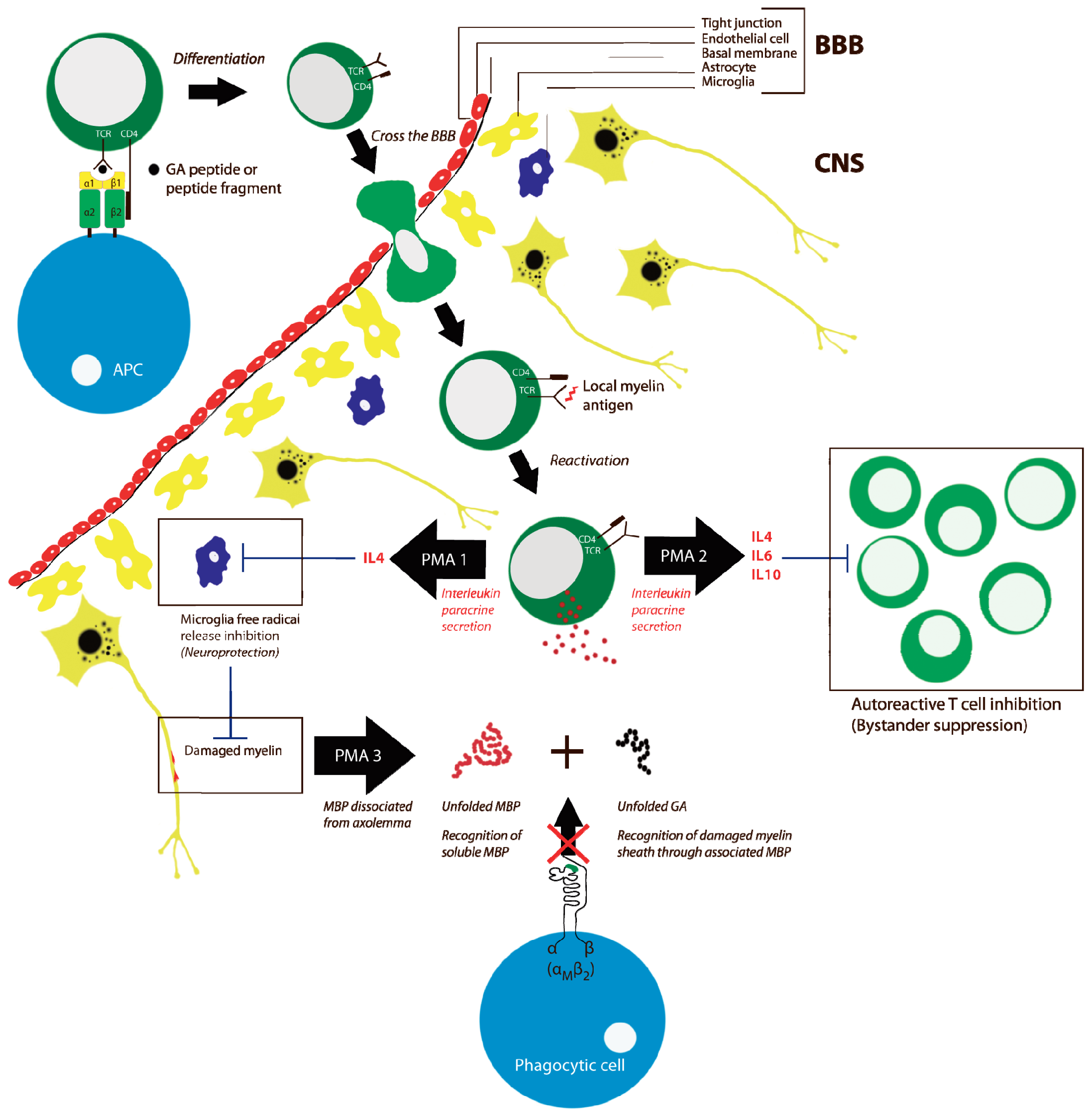 IJMS | Free Full-Text | Glatiramer Acetate in Treatment of Multiple