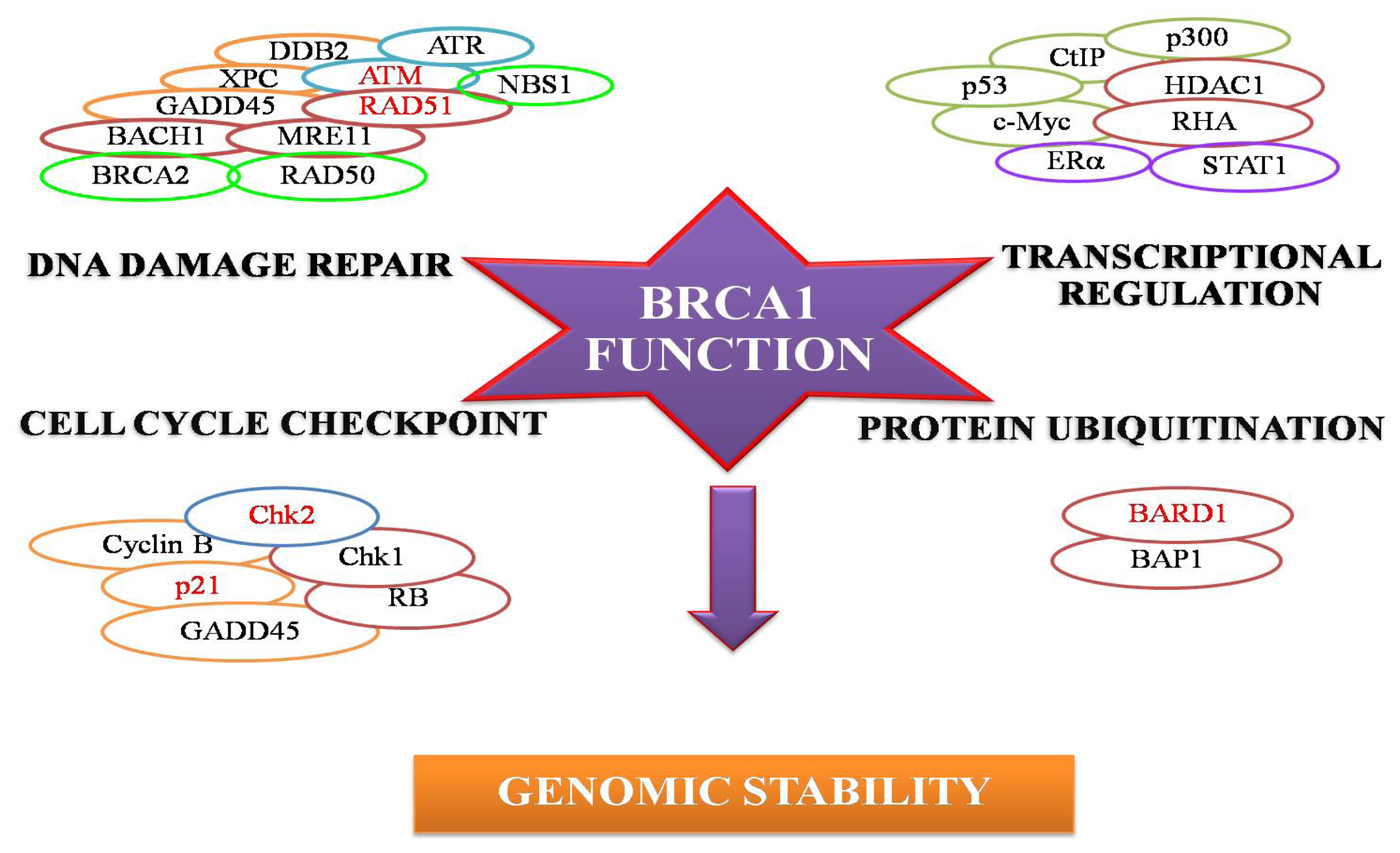 A DNA Repair BRCA1 Estrogen Receptor and ... Biology Diagrams