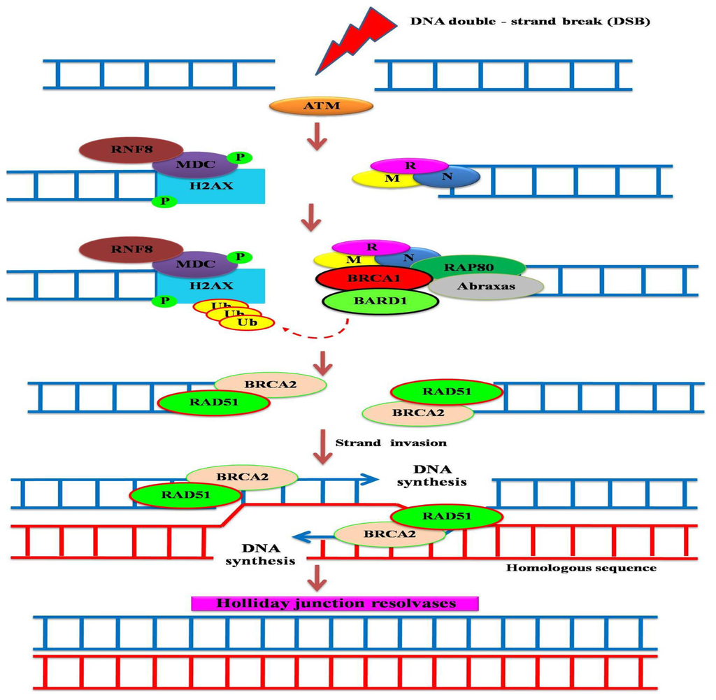 IJMS | Free Full-Text | A DNA Repair BRCA1 Estrogen Receptor and Targeted  Therapy in Breast Cancer