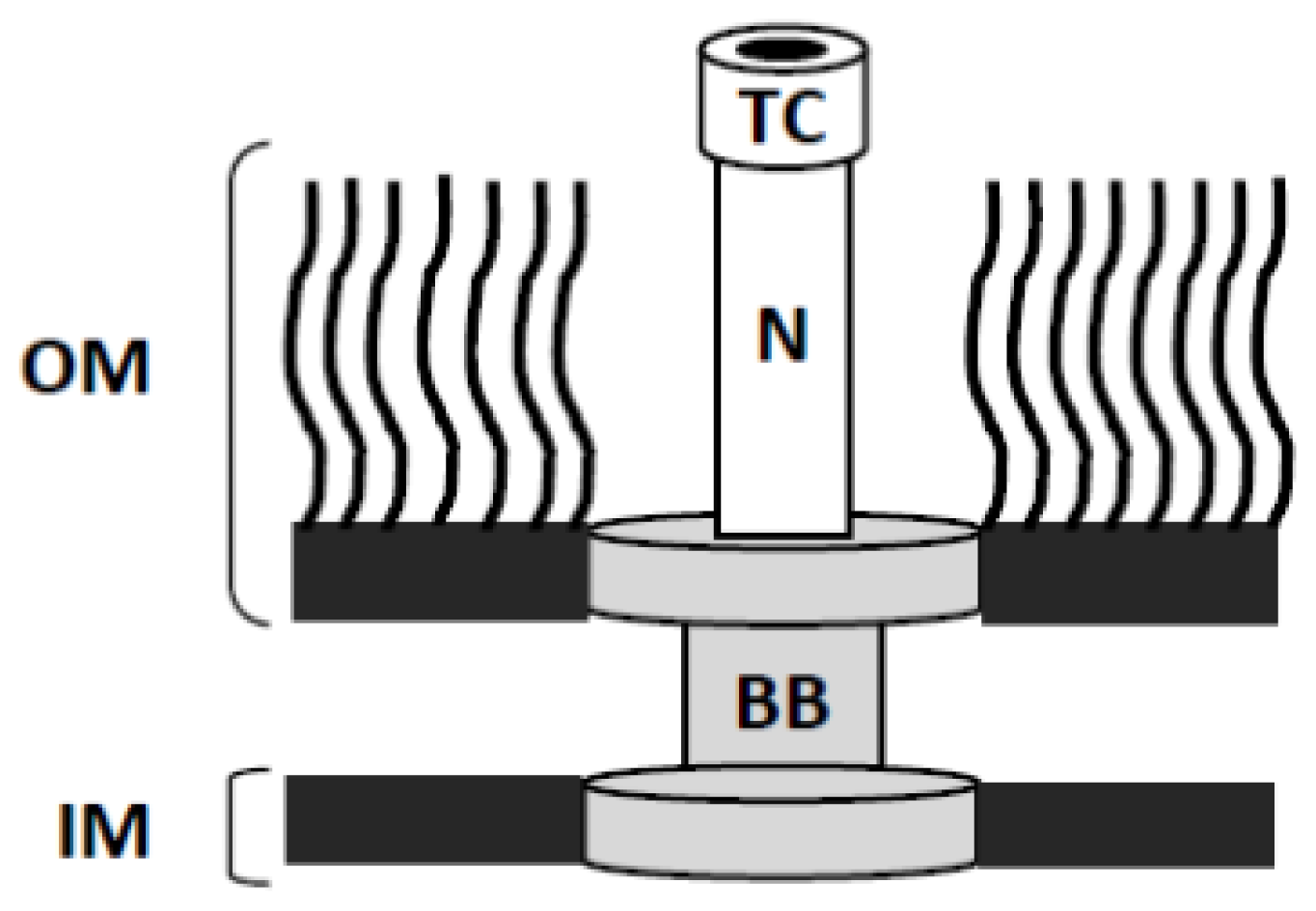 IJMS | Free Full-Text | Förster Resonance Energy Transfer (FRET) as a Tool for Dissecting the Molecular Mechanisms for Maturation of the Shigella Type III Secretion Needle Tip Complex IJMS | Free Full-Text | Förster Resonance Energy Transfer (FRET) as a Tool for Dissecting the Molecular Mechanisms for Maturation of the Shigella Type III Secretion Needle Tip Complex