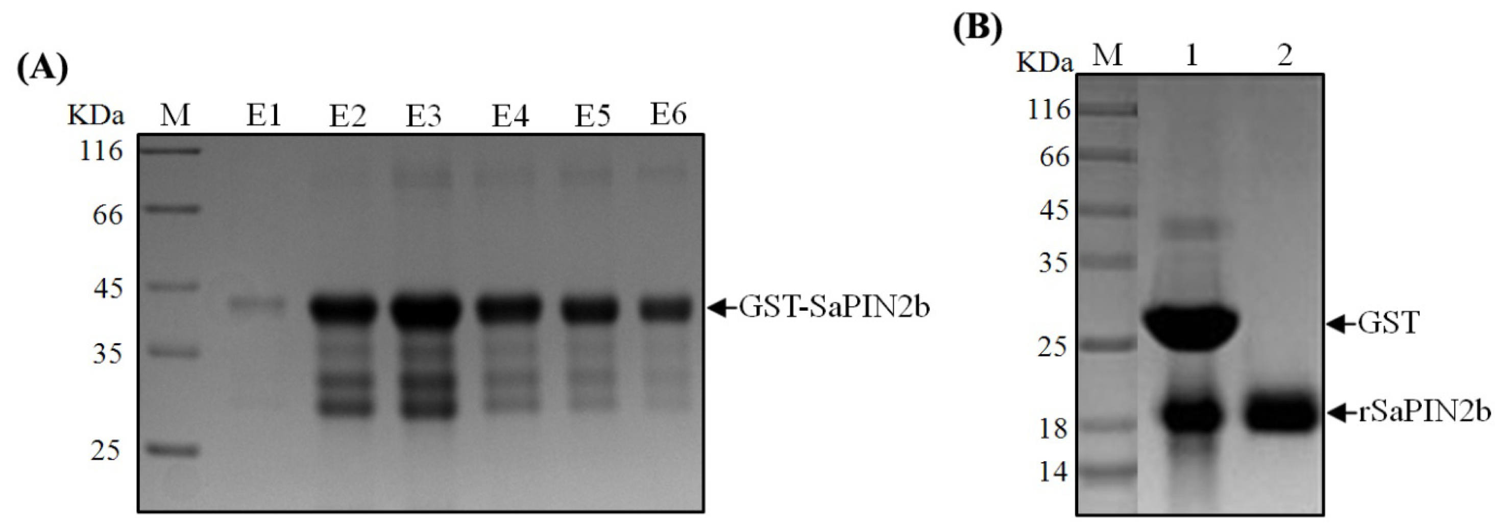Ijms 13 15162f2