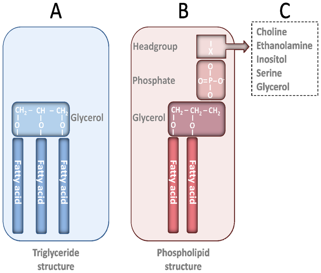 marine triglycerides