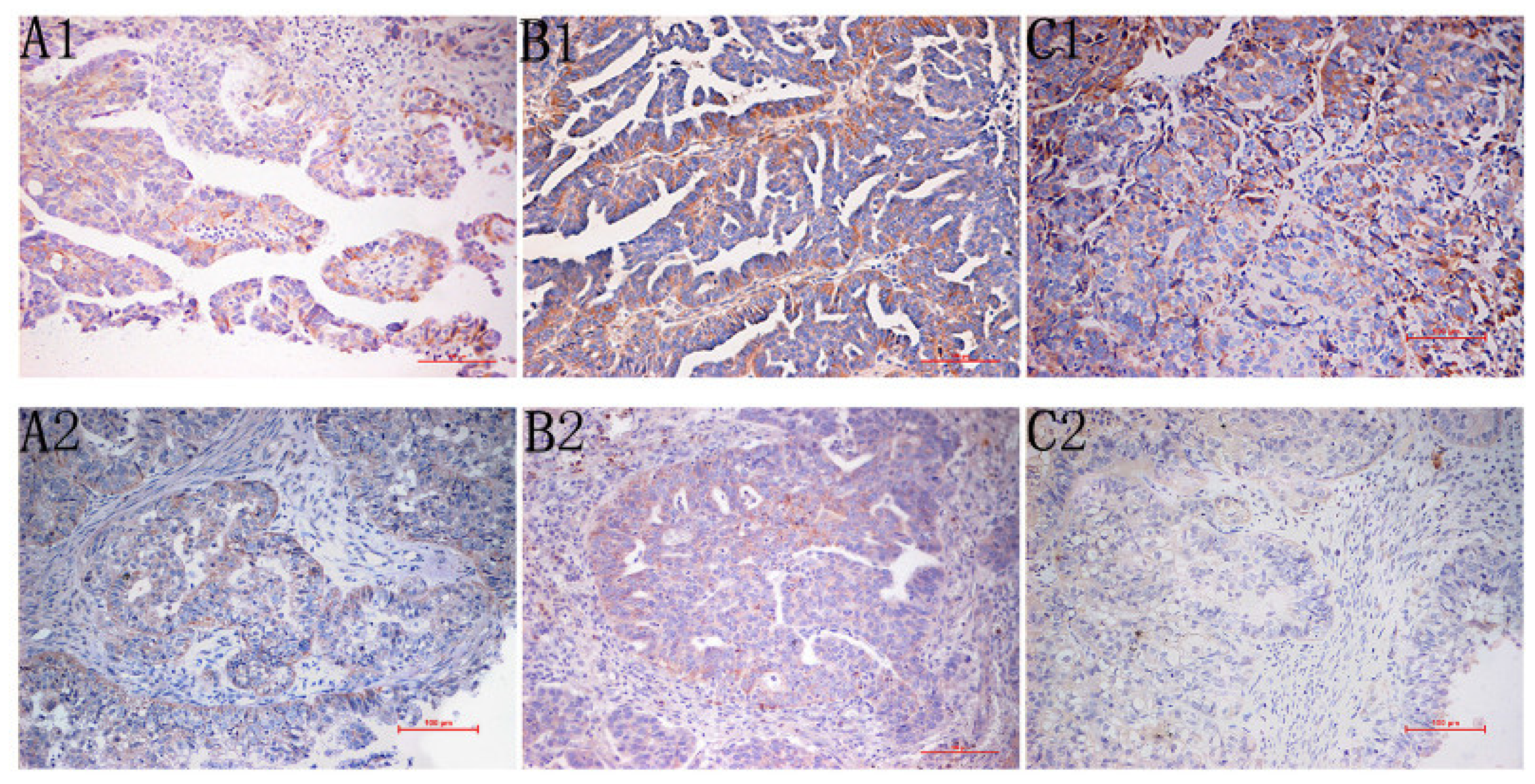 Ijms 13 15588f1 1024