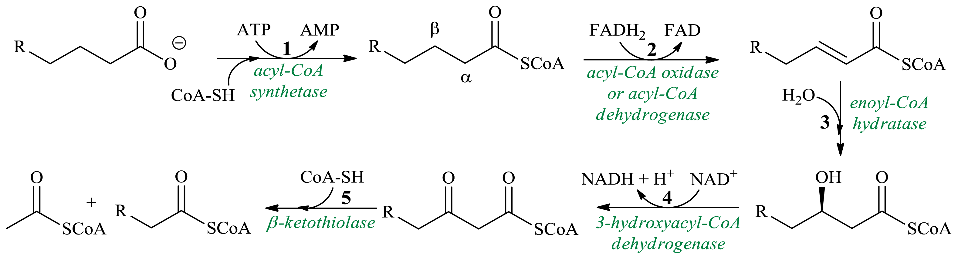 Ijms 13 16514f1 1024