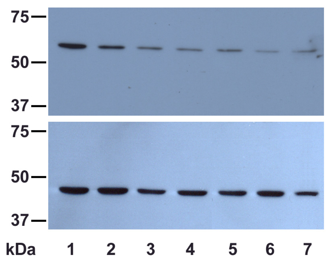 Ijms 13 16718f7 1024