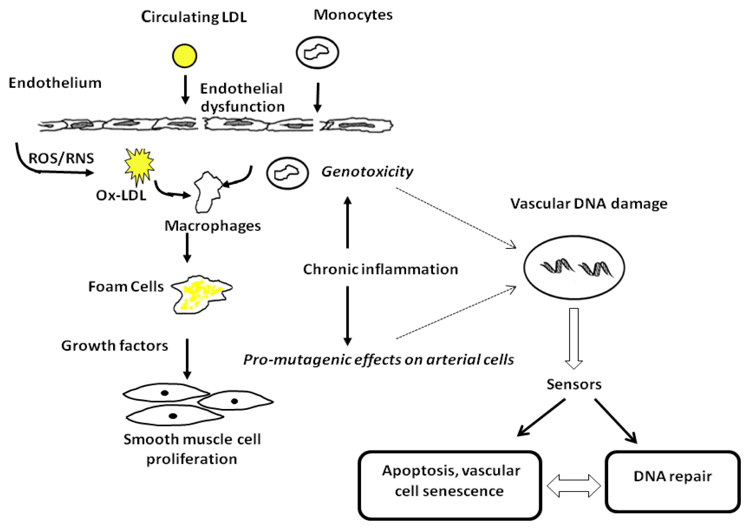 Ijms 13 16929f1 1024