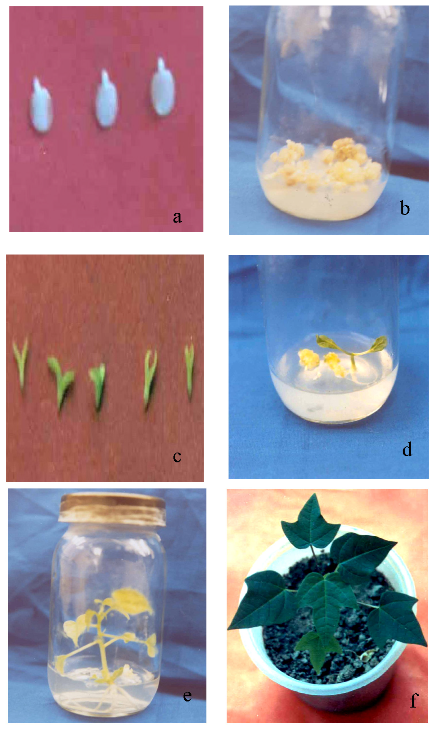 Ijms 13 17065f1 1024