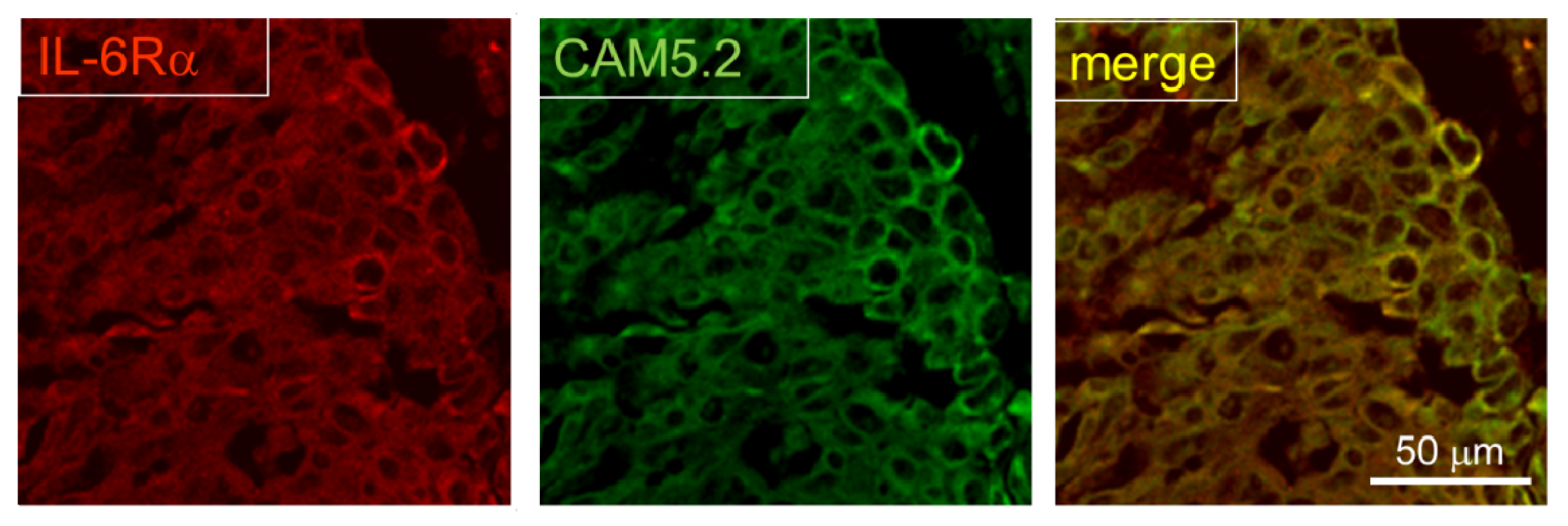 Ijms 14 00515f4 1024