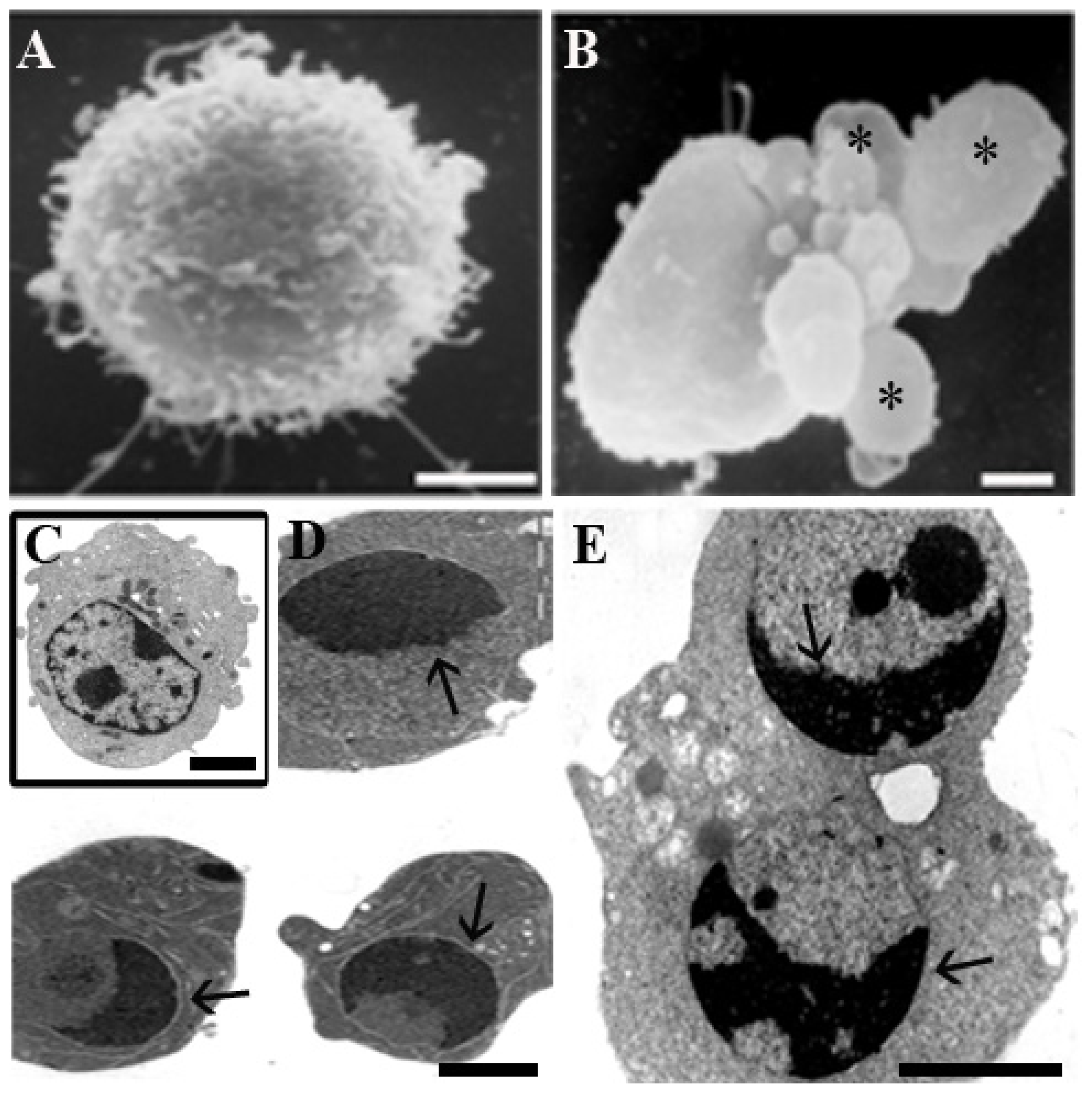 Ijms 14 00532f1 1024