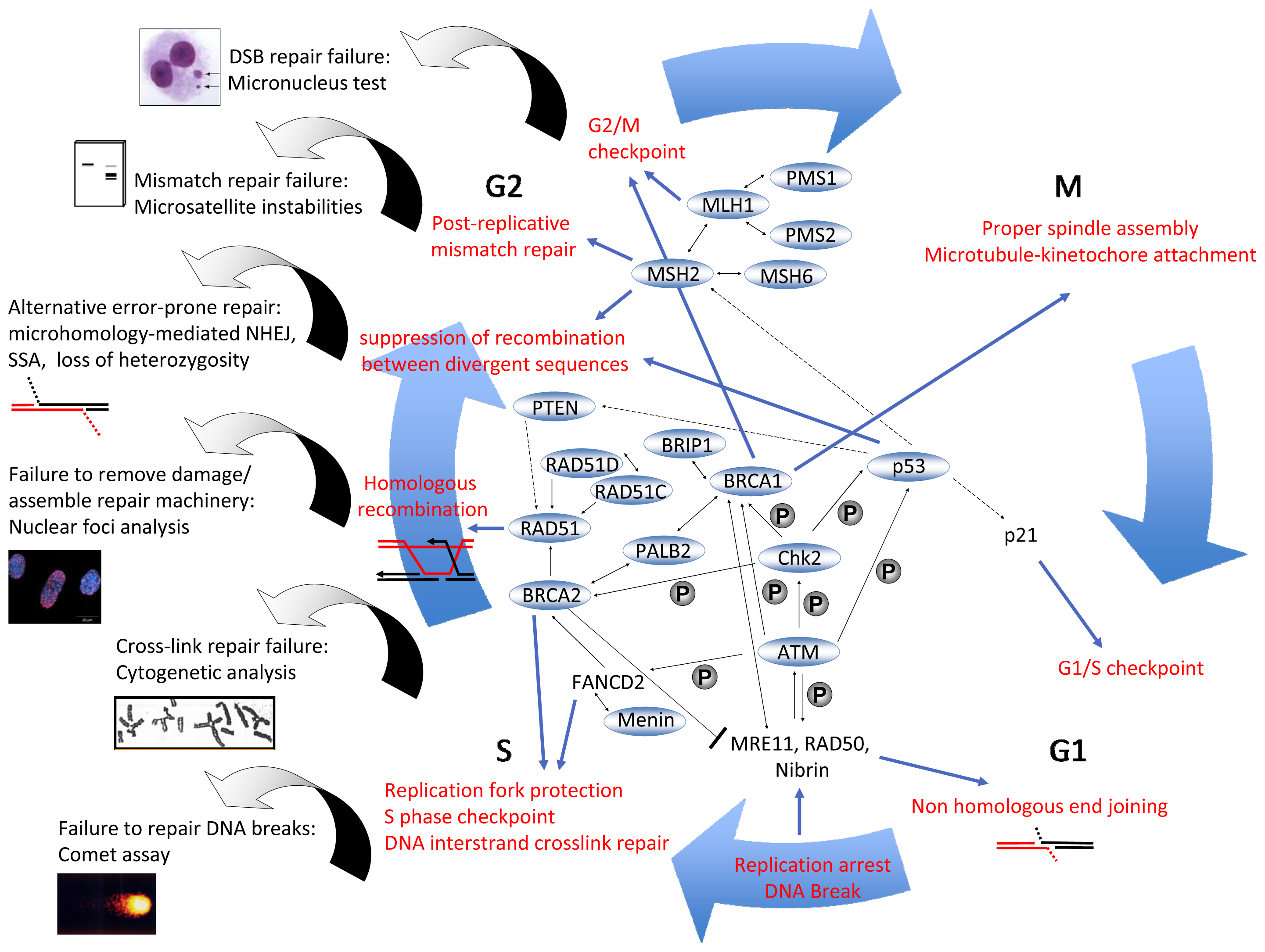 Ijms 14 00640f2 1024