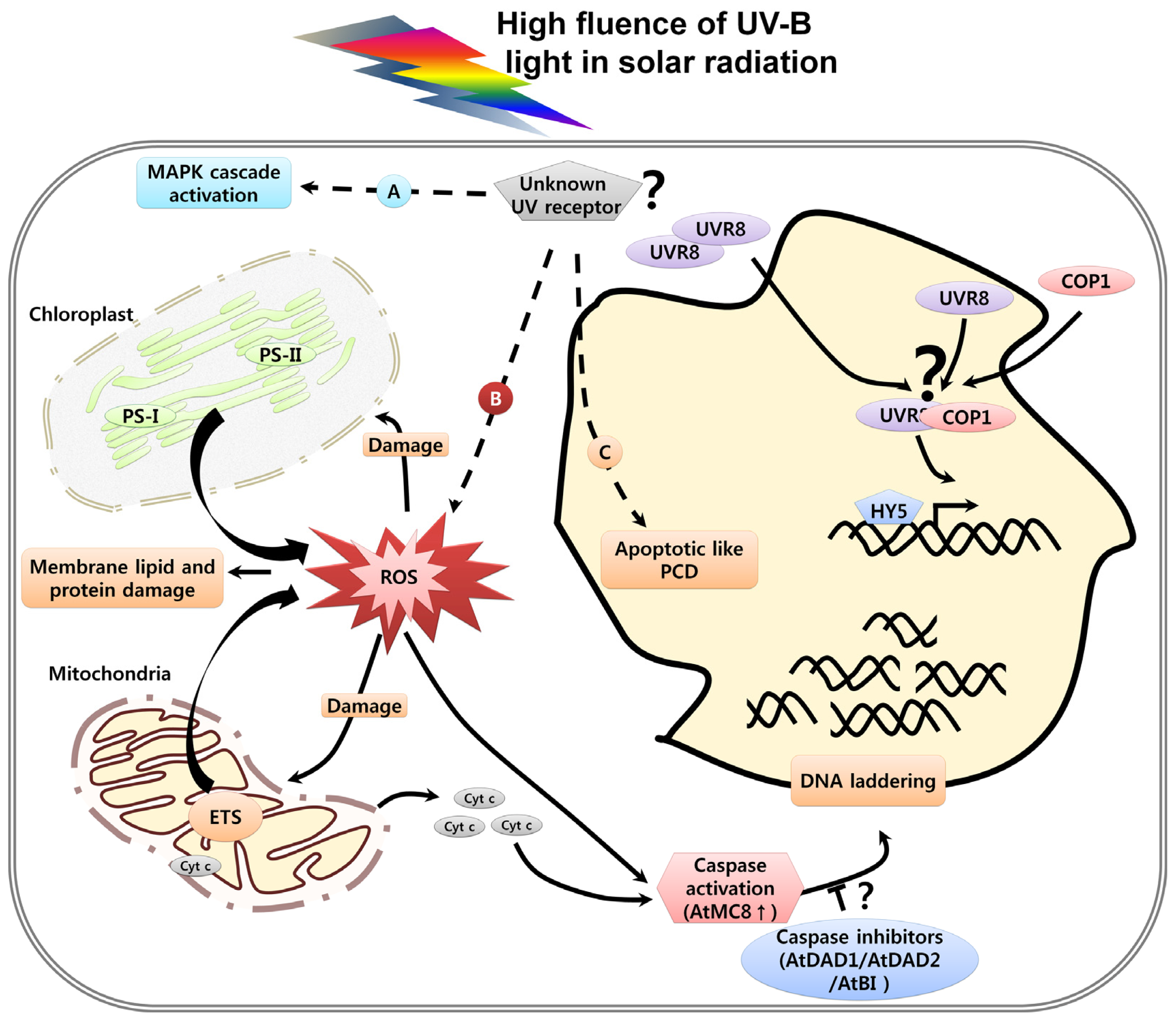 Fig:  High-fluence UV radiation activates UVR8 independent stress pathway and cell death. Source: mdpi molecular sciences