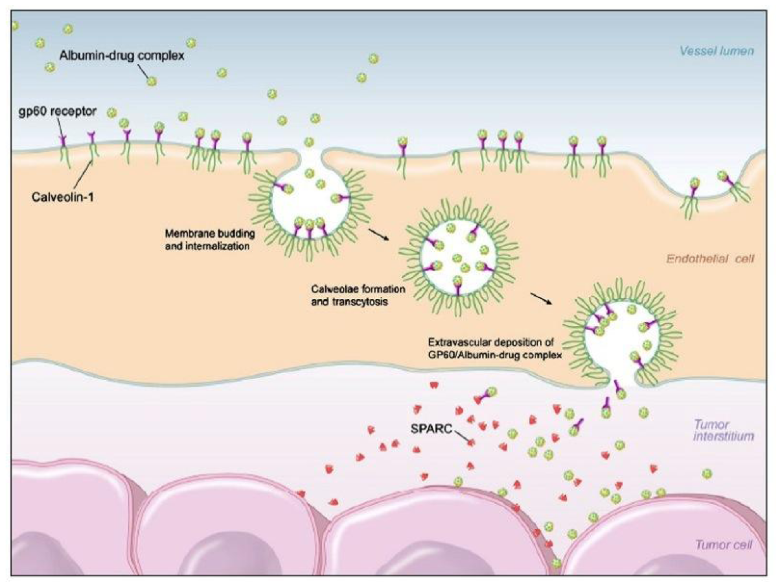 IJMS | Free Full-Text | Biopolymer-Based Nanoparticles for ... blood pathway diagram 