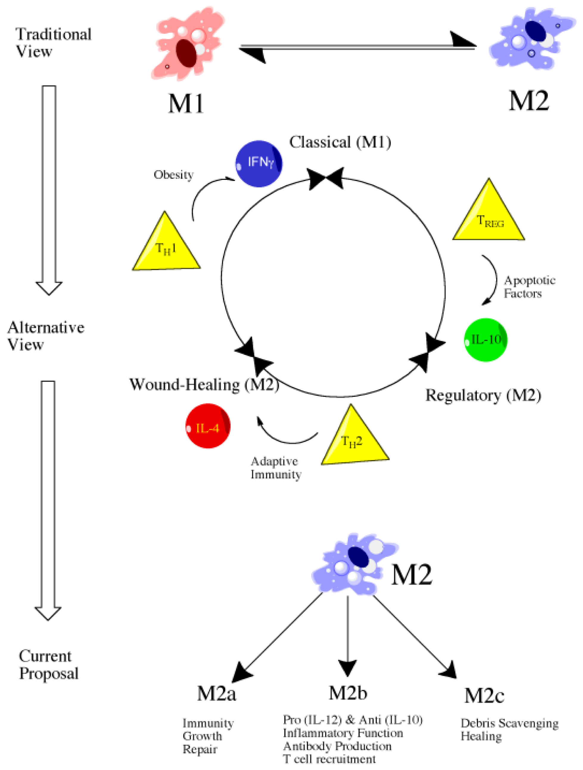 Ijms 14 01890f1 1024