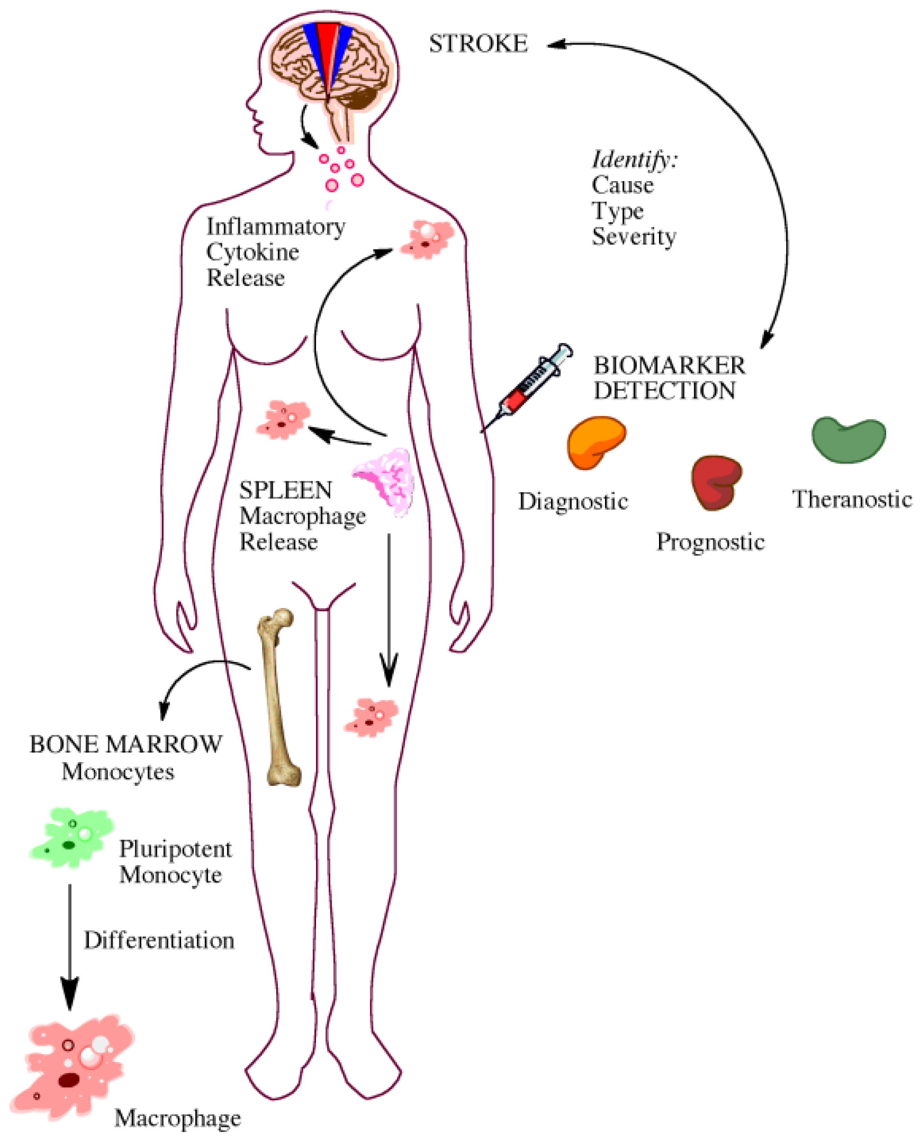 Ijms 14 01890f2 1024