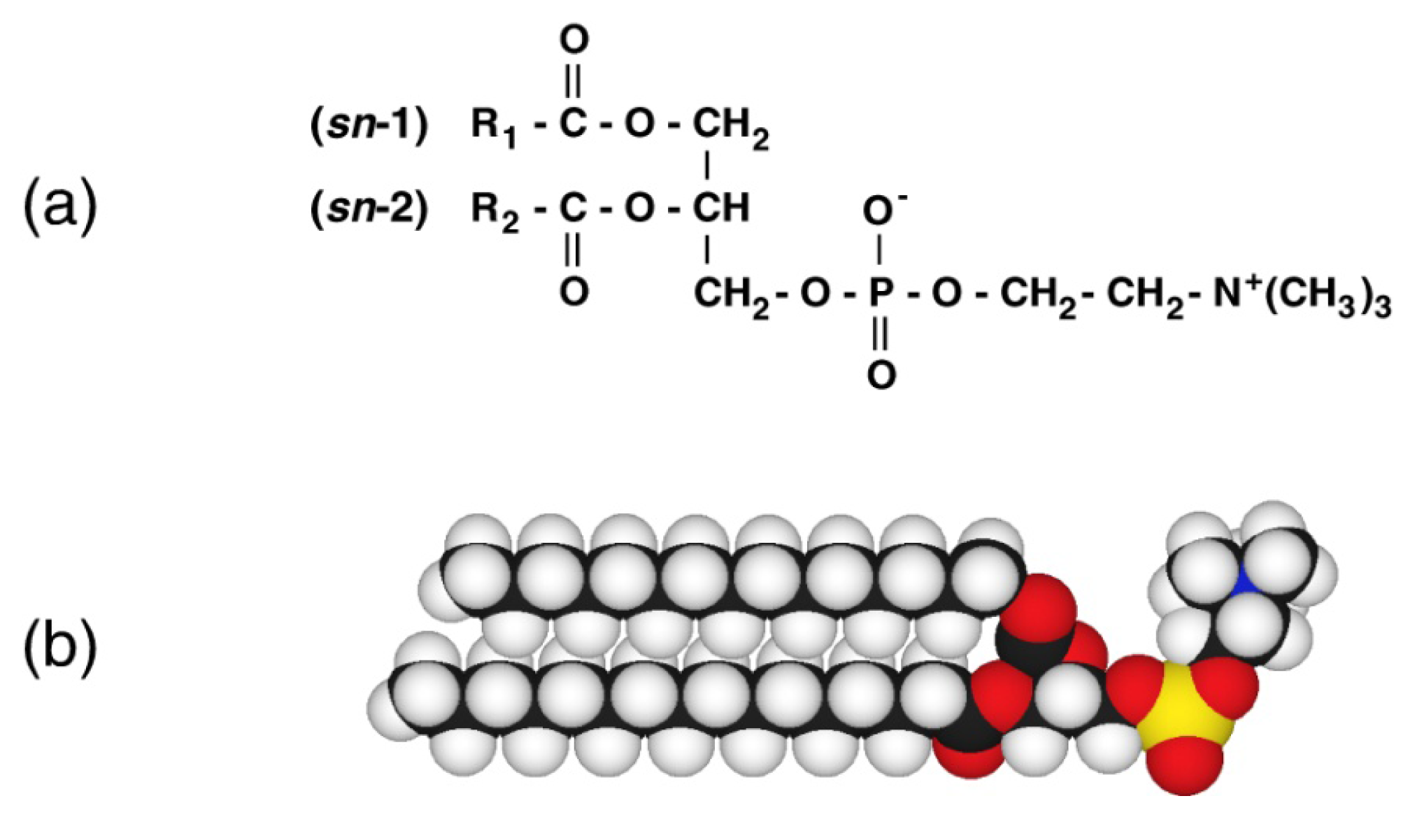 Ijms 14 02282f1 1024