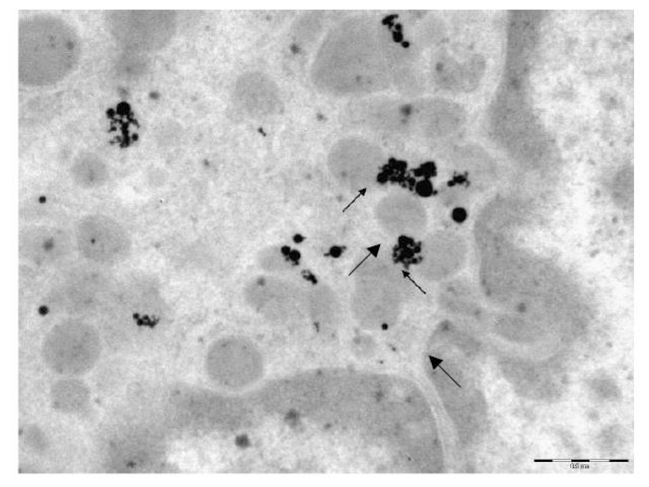 Ijms 14 02449f4 1024