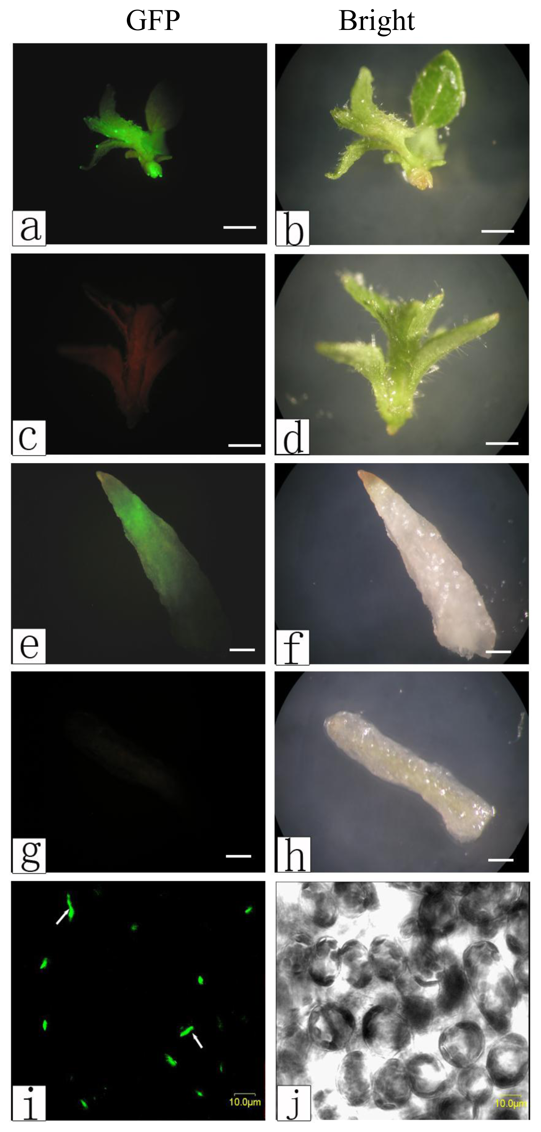 Ijms 14 02515f6 1024