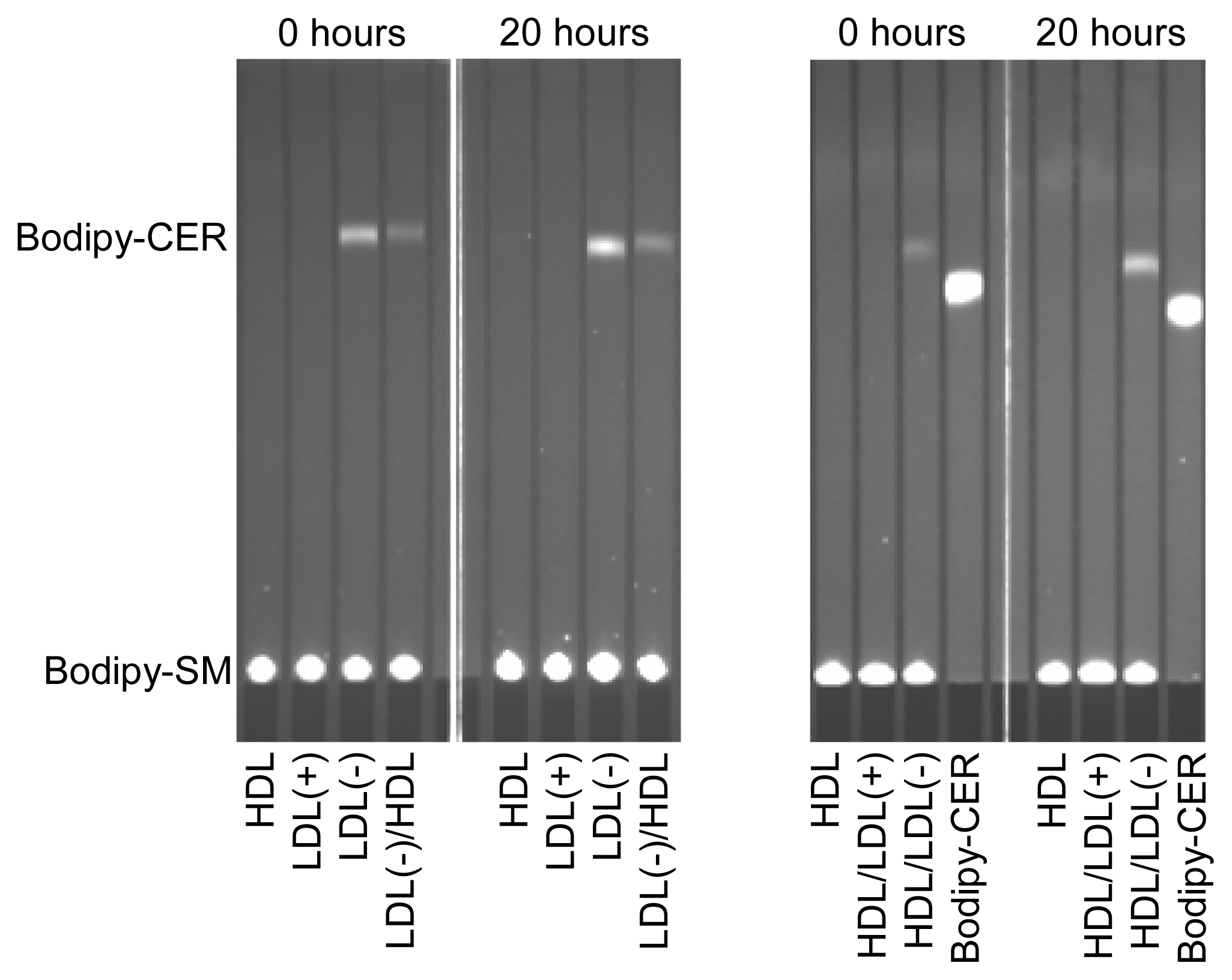 Ijms 14 02601f1 1024
