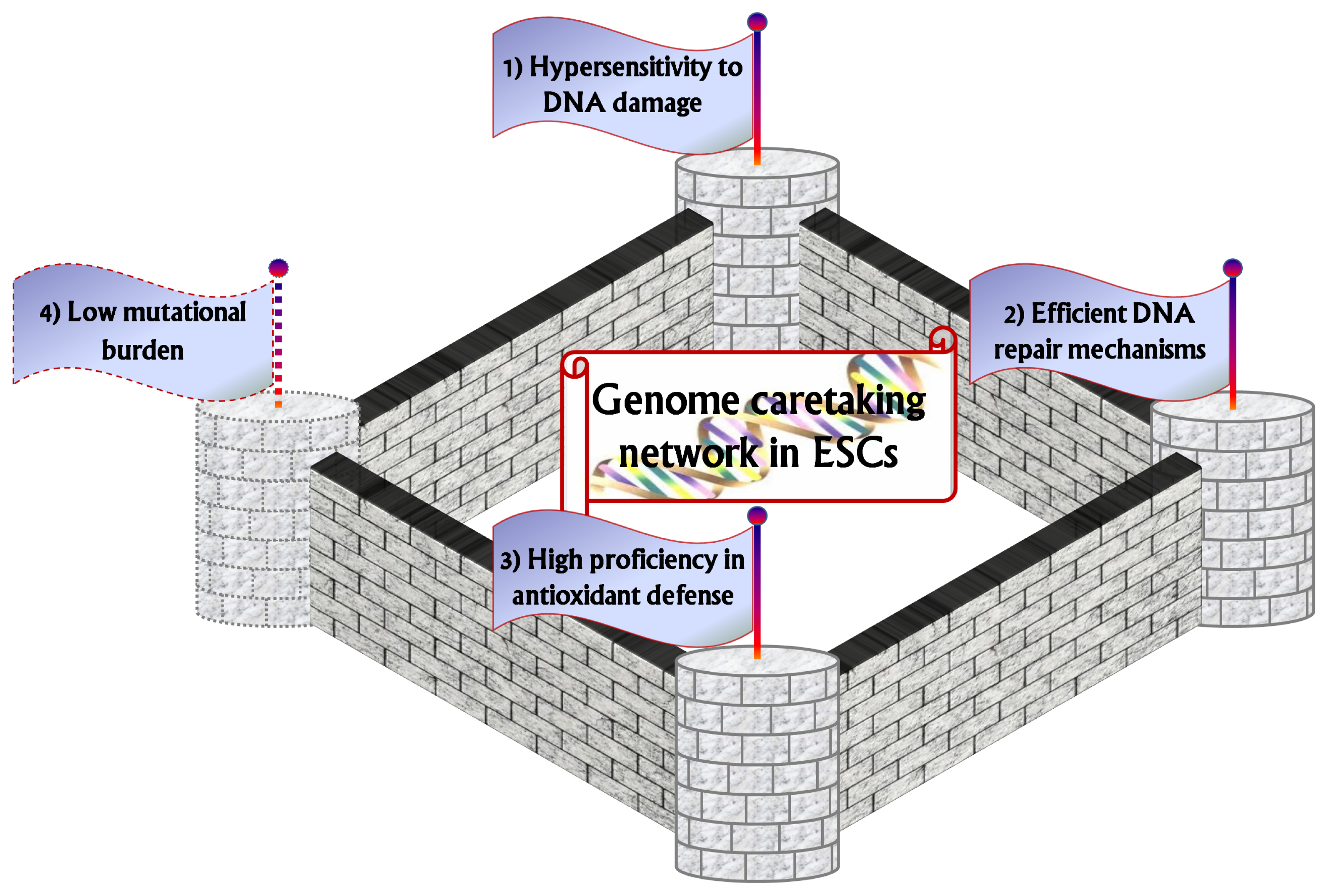 Maintenance of Genomic Stability in Mouse ... Biology Diagrams