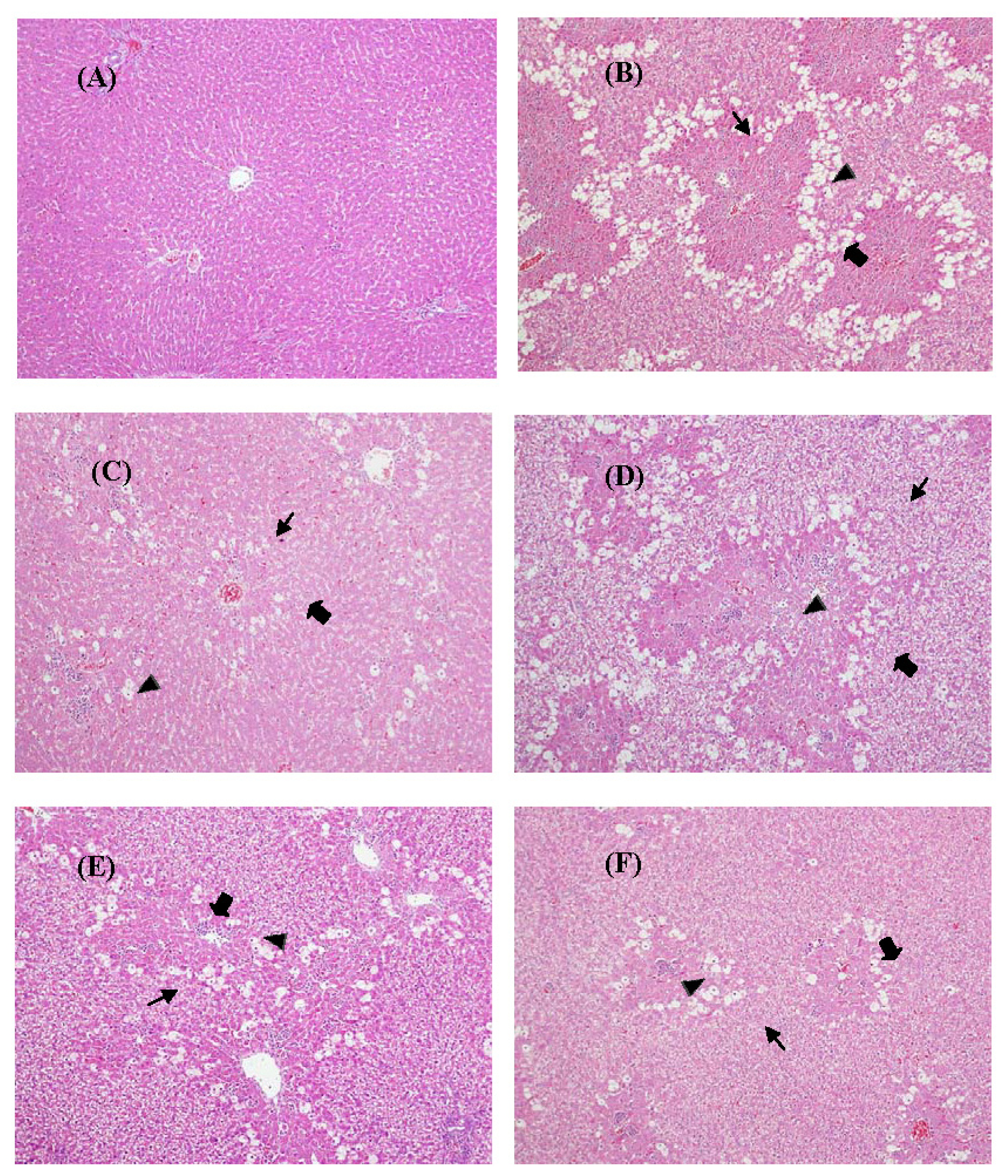 Ijms 14 02928f6 1024