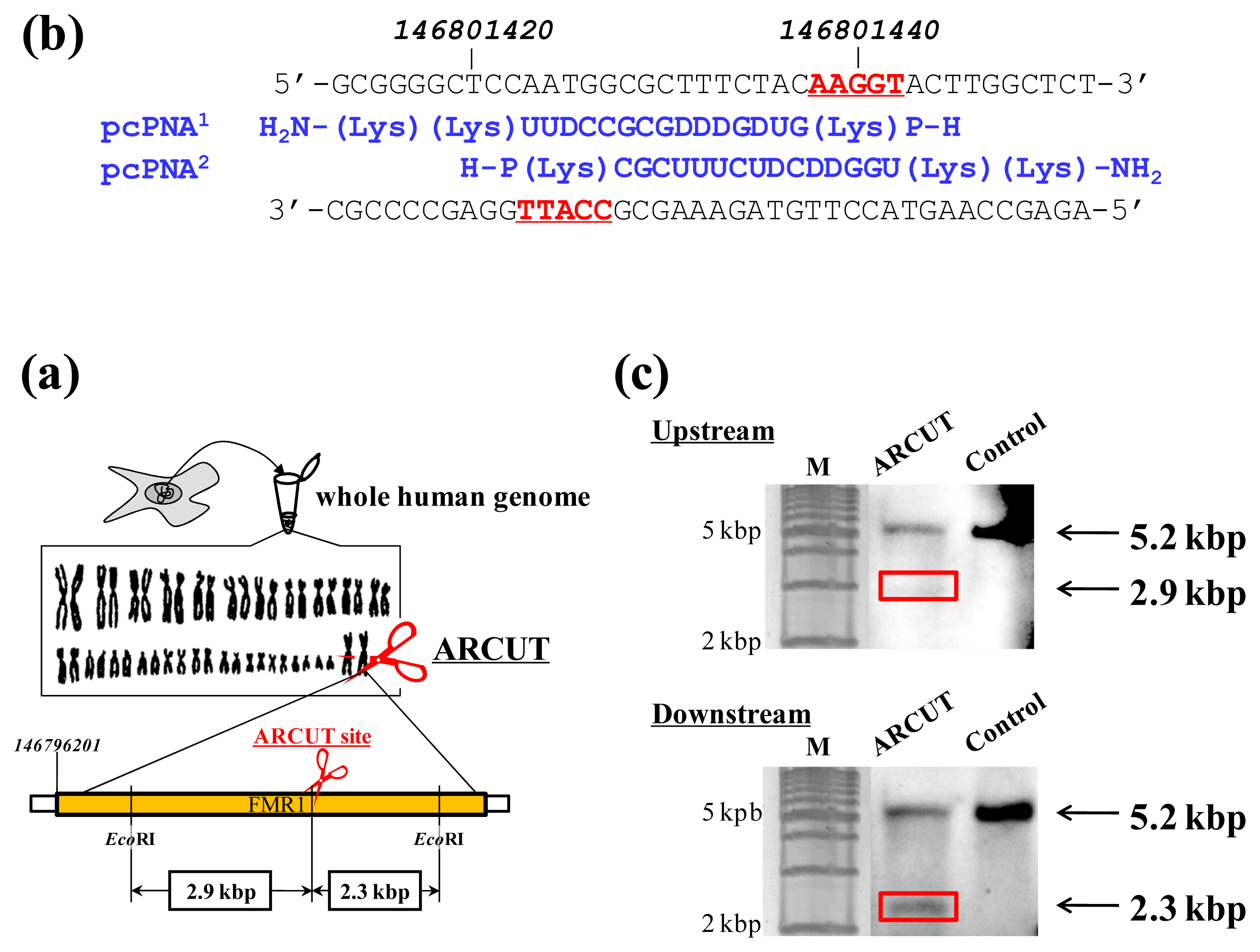 Ijms 14 03343f2 1024