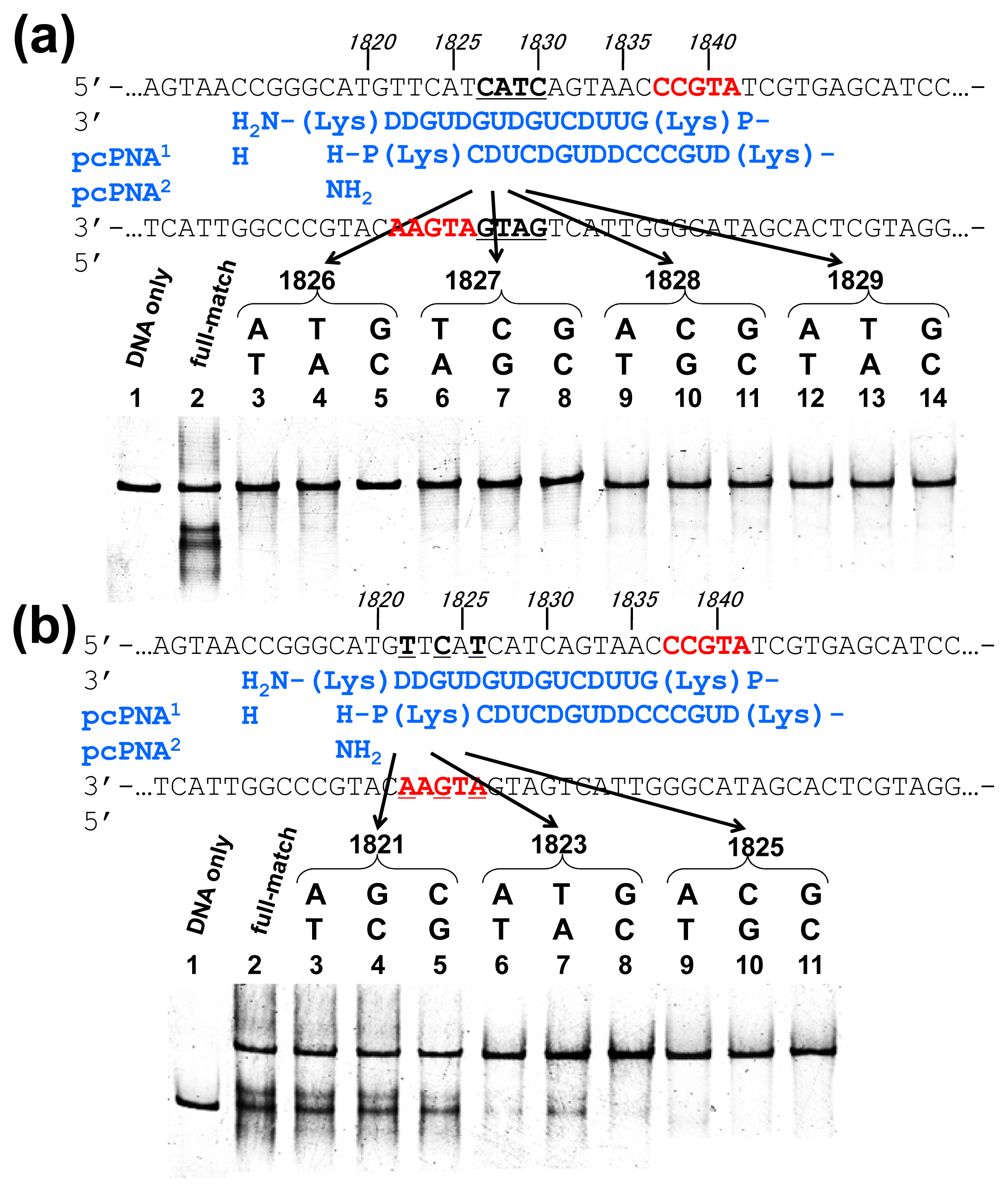 Ijms 14 03343f3 1024