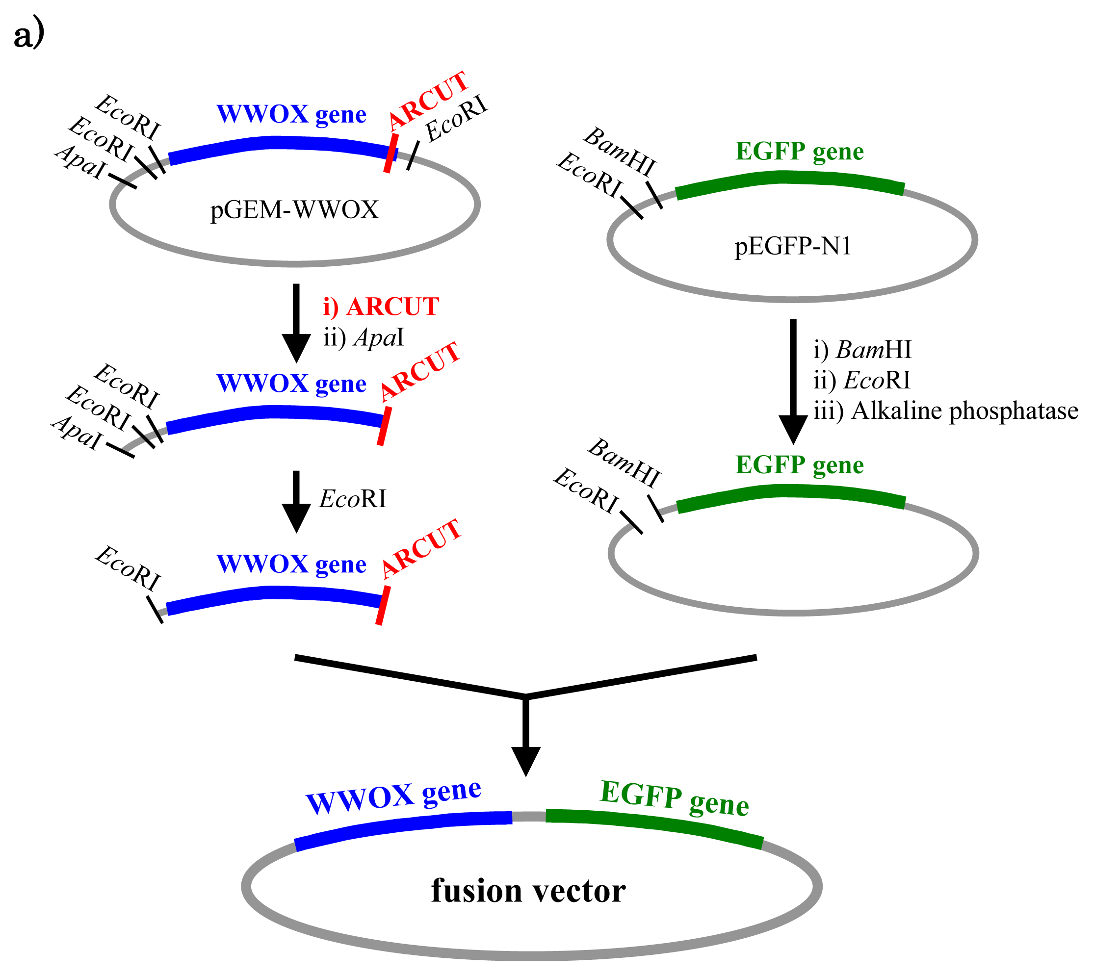 Ijms 14 03343f5a 1024