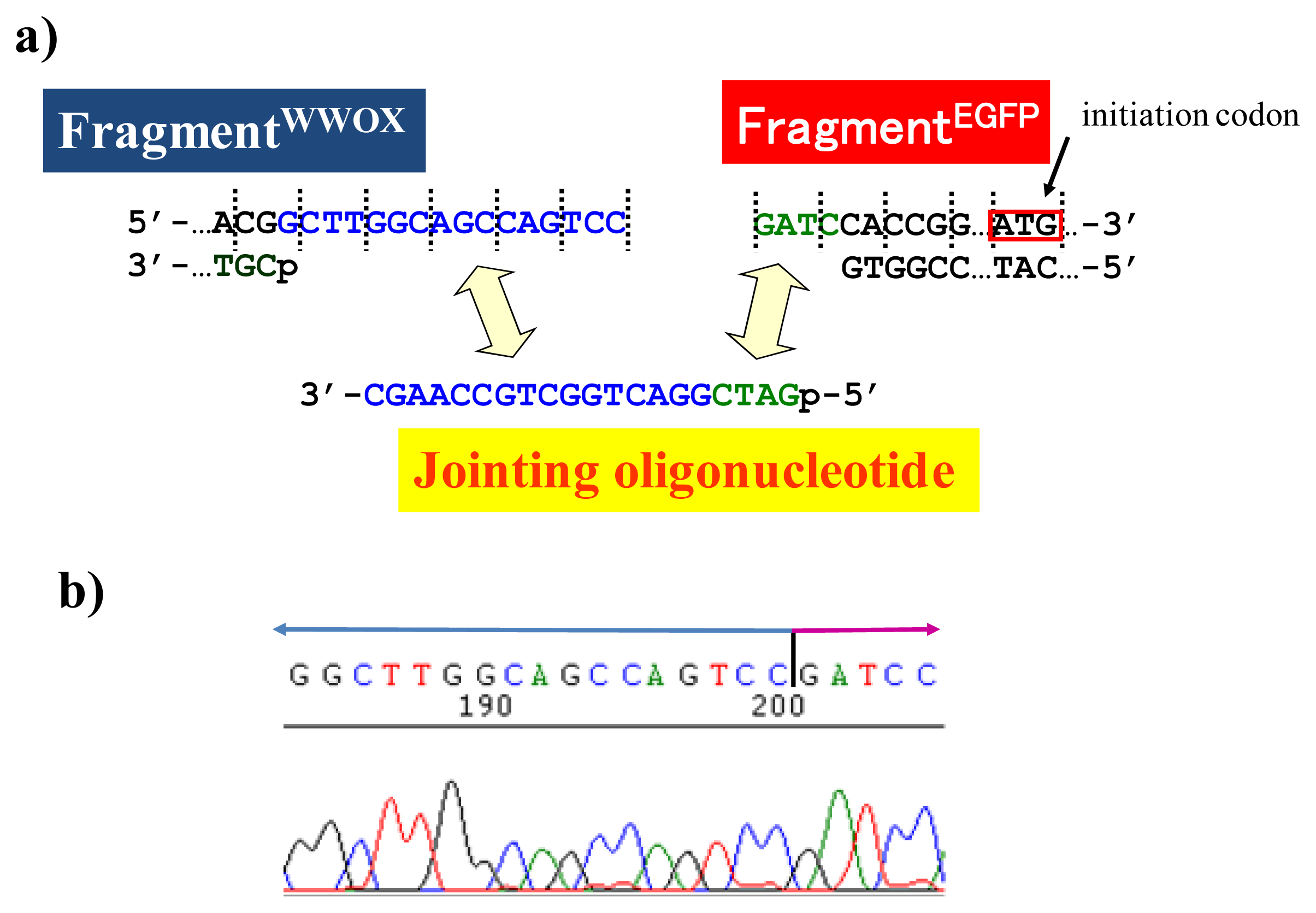 Ijms 14 03343f6 1024