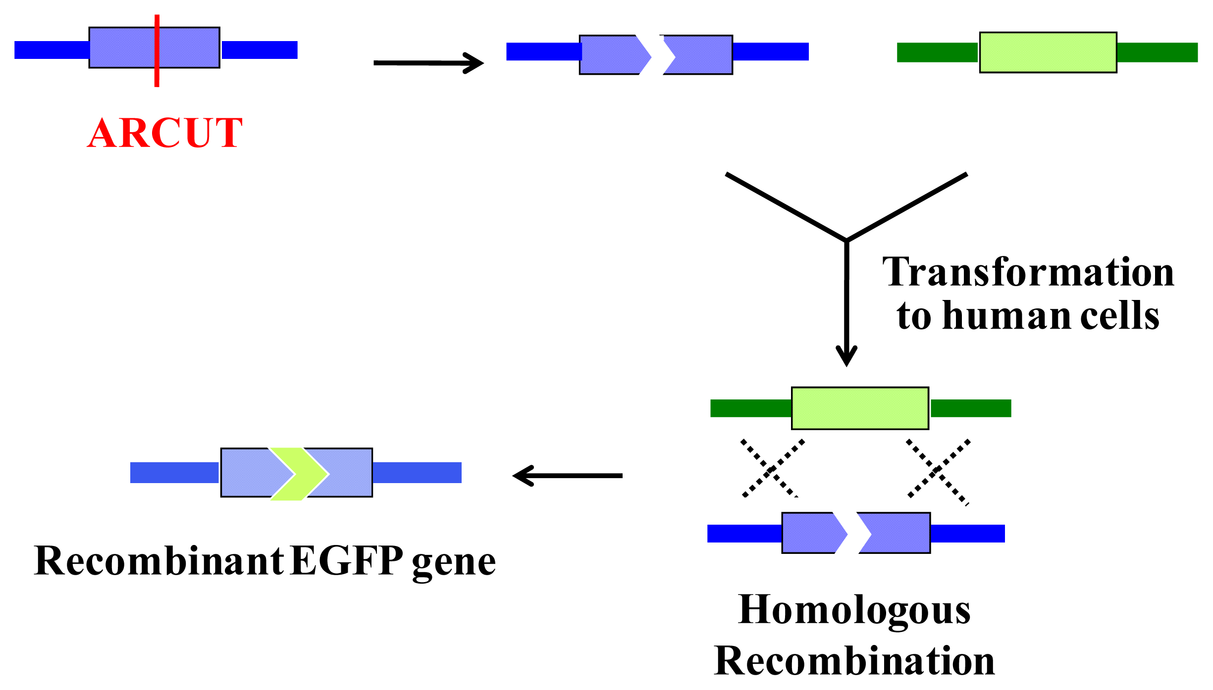 Ijms 14 03343f8 1024