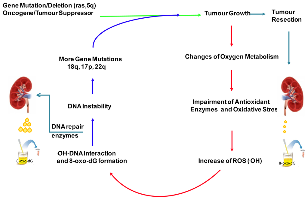 medaljevinder Andesbjergene Legende IJMS | Free Full-Text | Oxidative Stress and DNA Damage in Human Gastric  Carcinoma: 8-Oxo-7'8-dihydro-2'-deoxyguanosine (8-oxo-dG) as a Possible  Tumor Marker
