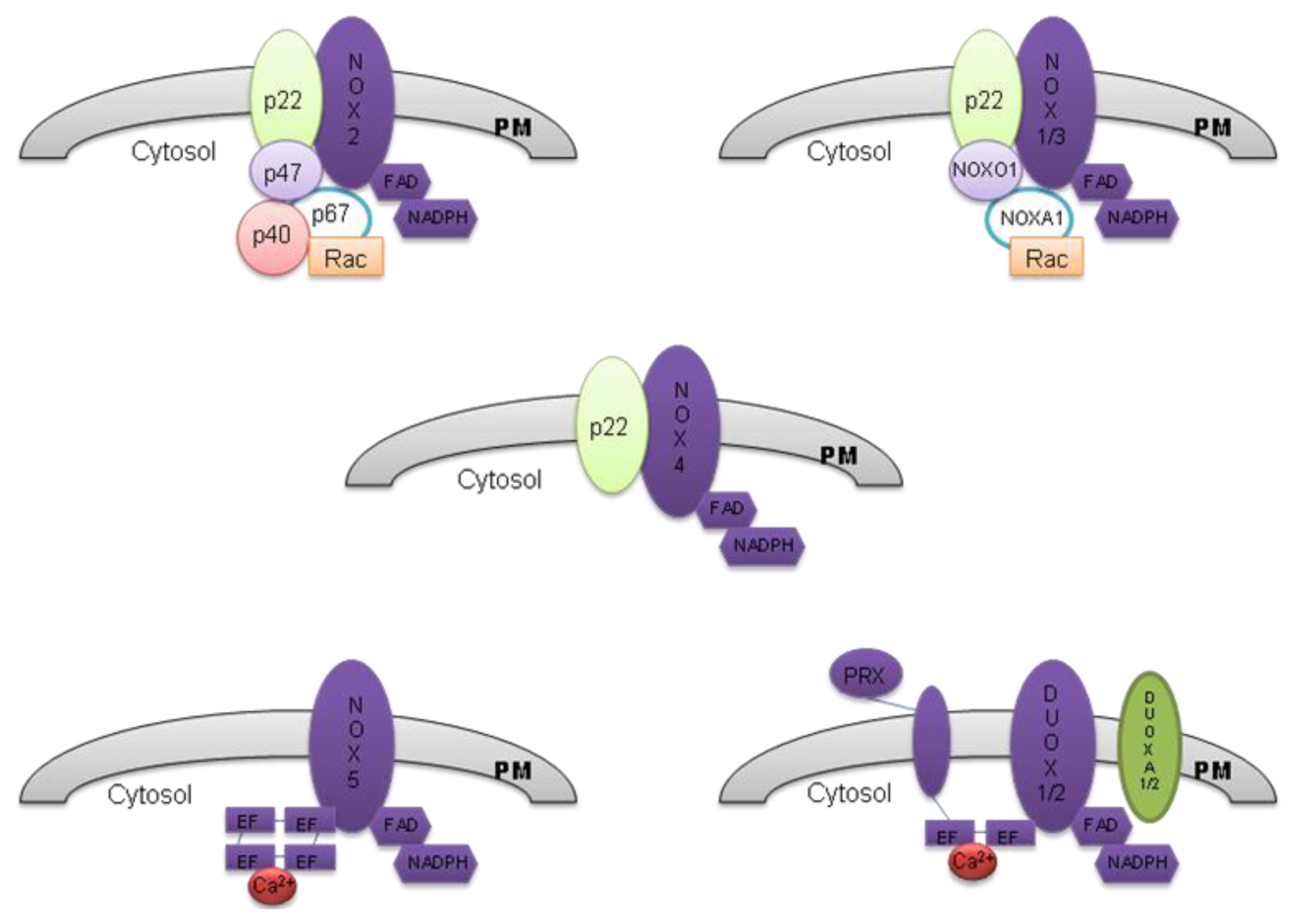 Ijms 14 03683f1 1024
