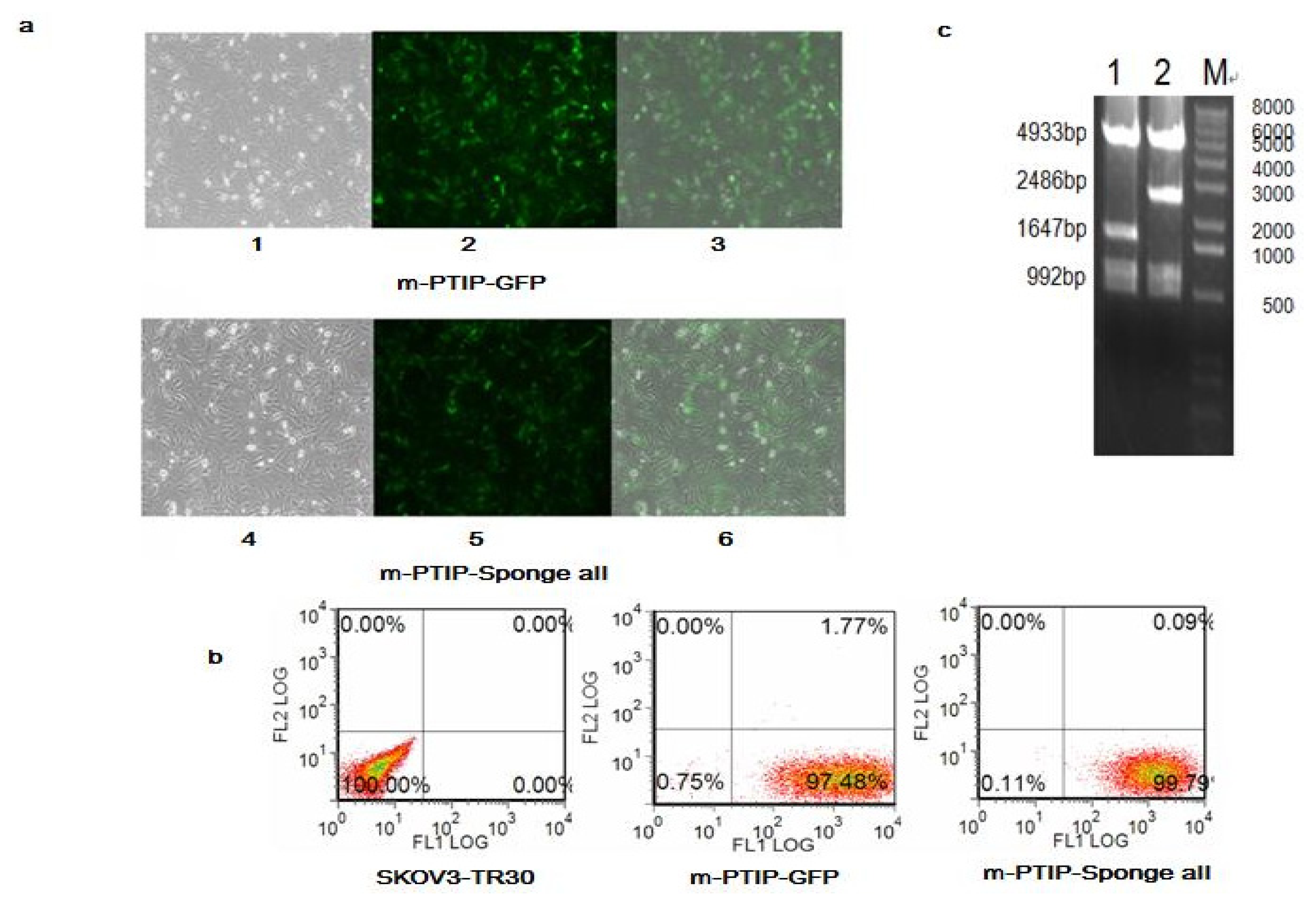 Ijms 14 03802f3 1024