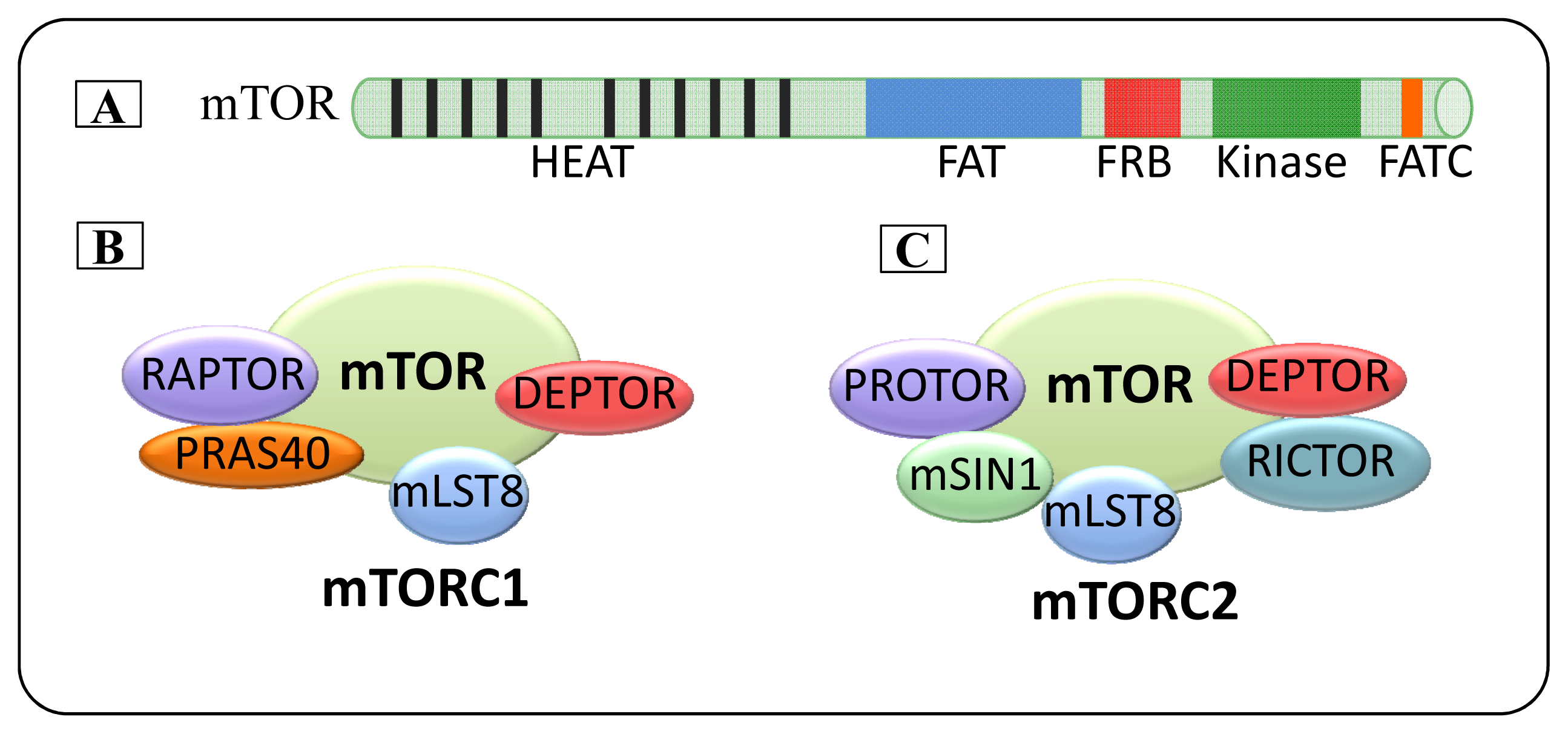 IJMS Free FullText Chemical Inhibitors and microRNAs (miRNA) Targeting the Mammalian Target