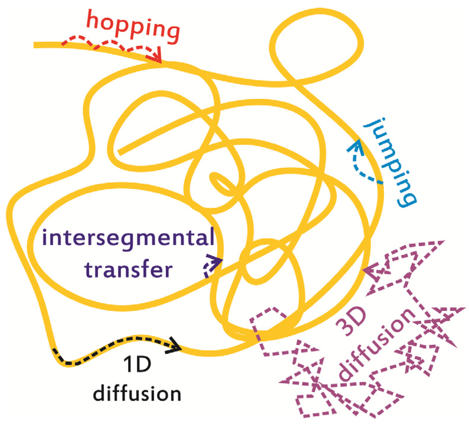 Fluorescent Single-Stranded DNA Binding Protein as a Probe for Sensitive, Real-Time Assays of Helicase Activity: Biophysical Journal