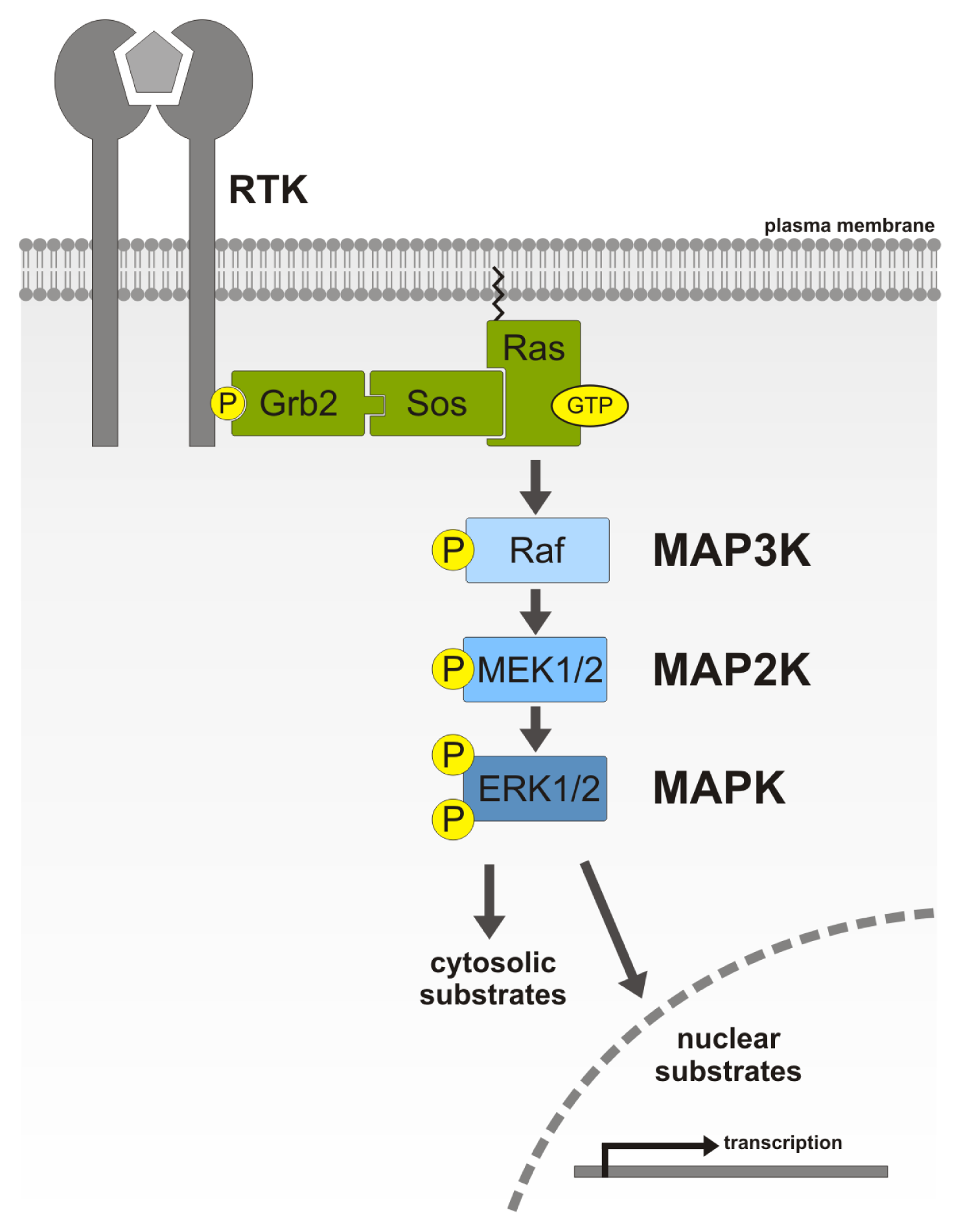 MAPKS WEB